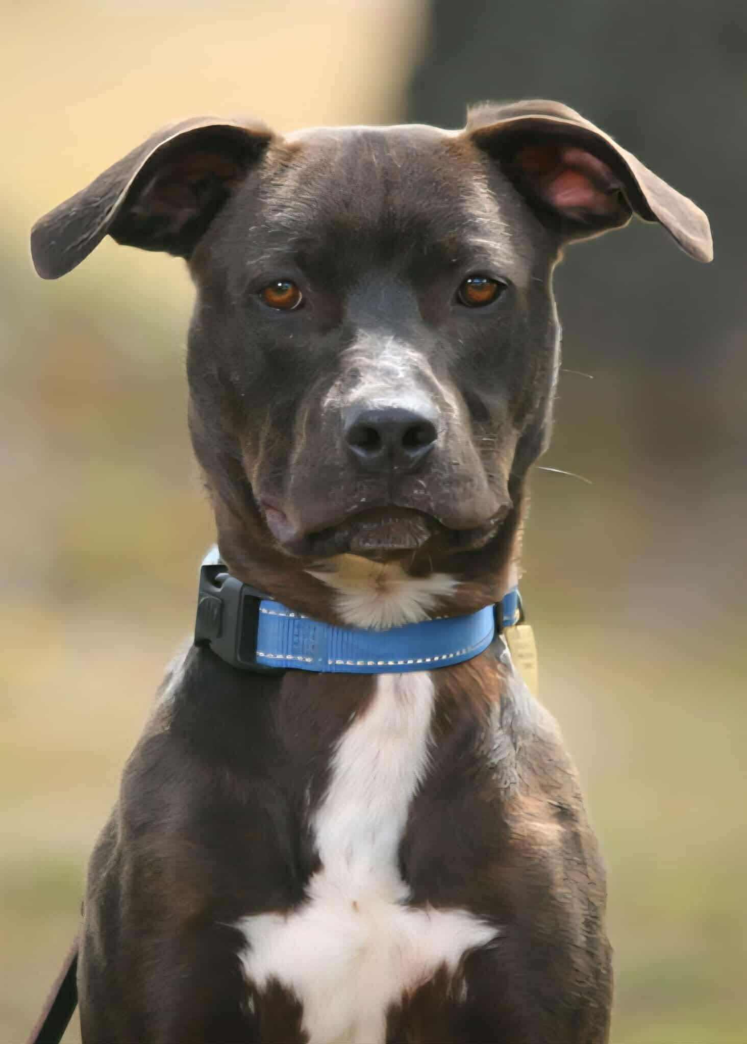 Crosby, a Adoptable Mixed Breed in Battle Ground, WA image 5/6