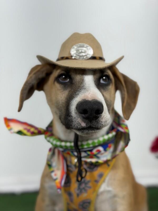 Pancho Lopez-One of our Amazing Rescue Dogs, Adoptable, Puppy Male Rhodesian Ridgeback & Redbone Coonhound.