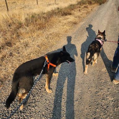Thor, an adoptable German Shepherd Dog in Spokane, WA, 99208 | Photo Image 4