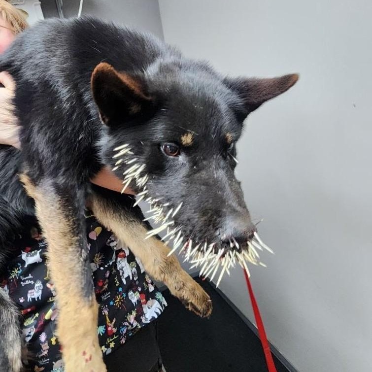 Thor, an adoptable German Shepherd Dog in Spokane, WA, 99208 | Photo Image 3