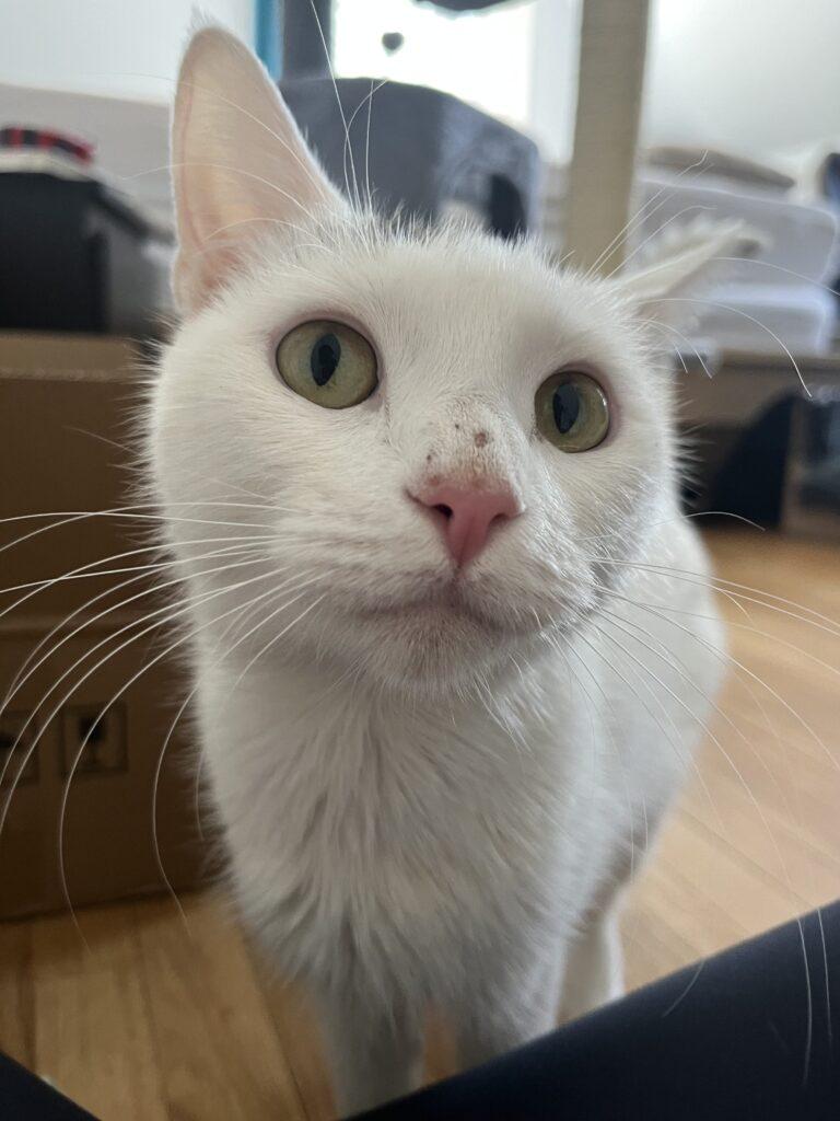 Marshmallow