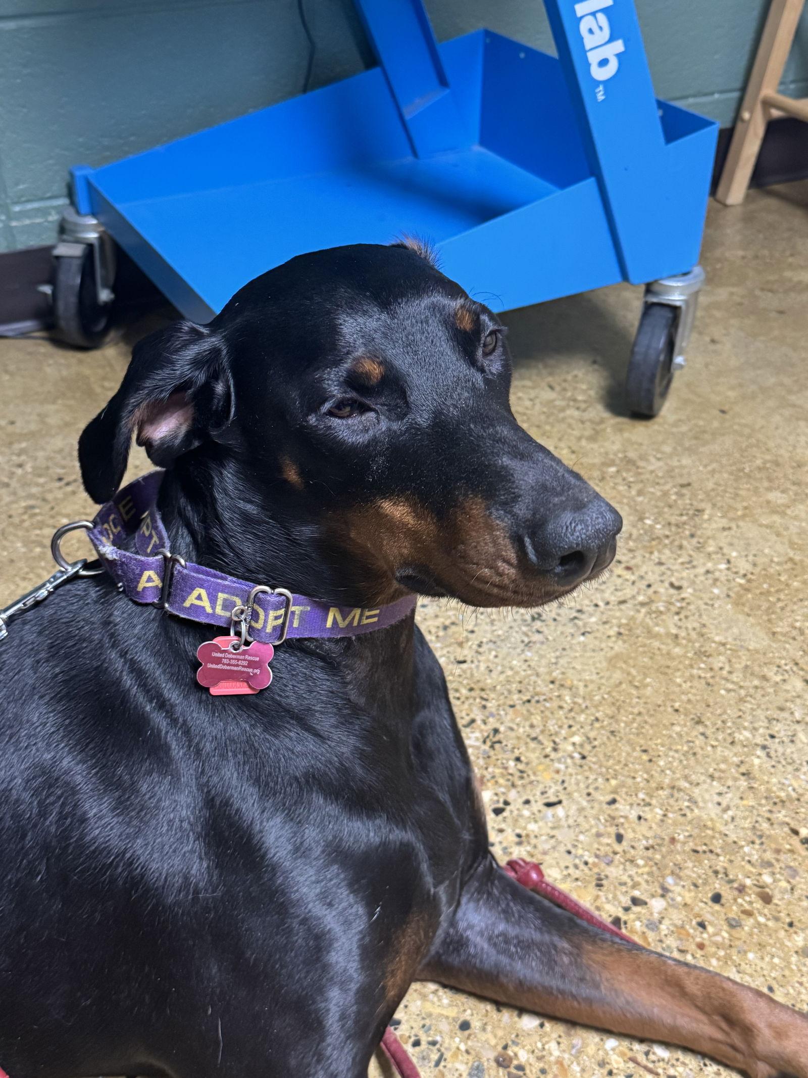 Enlarge Snoop, a Adoptable Doberman Pinscher in Buffalo, MN image 2/3