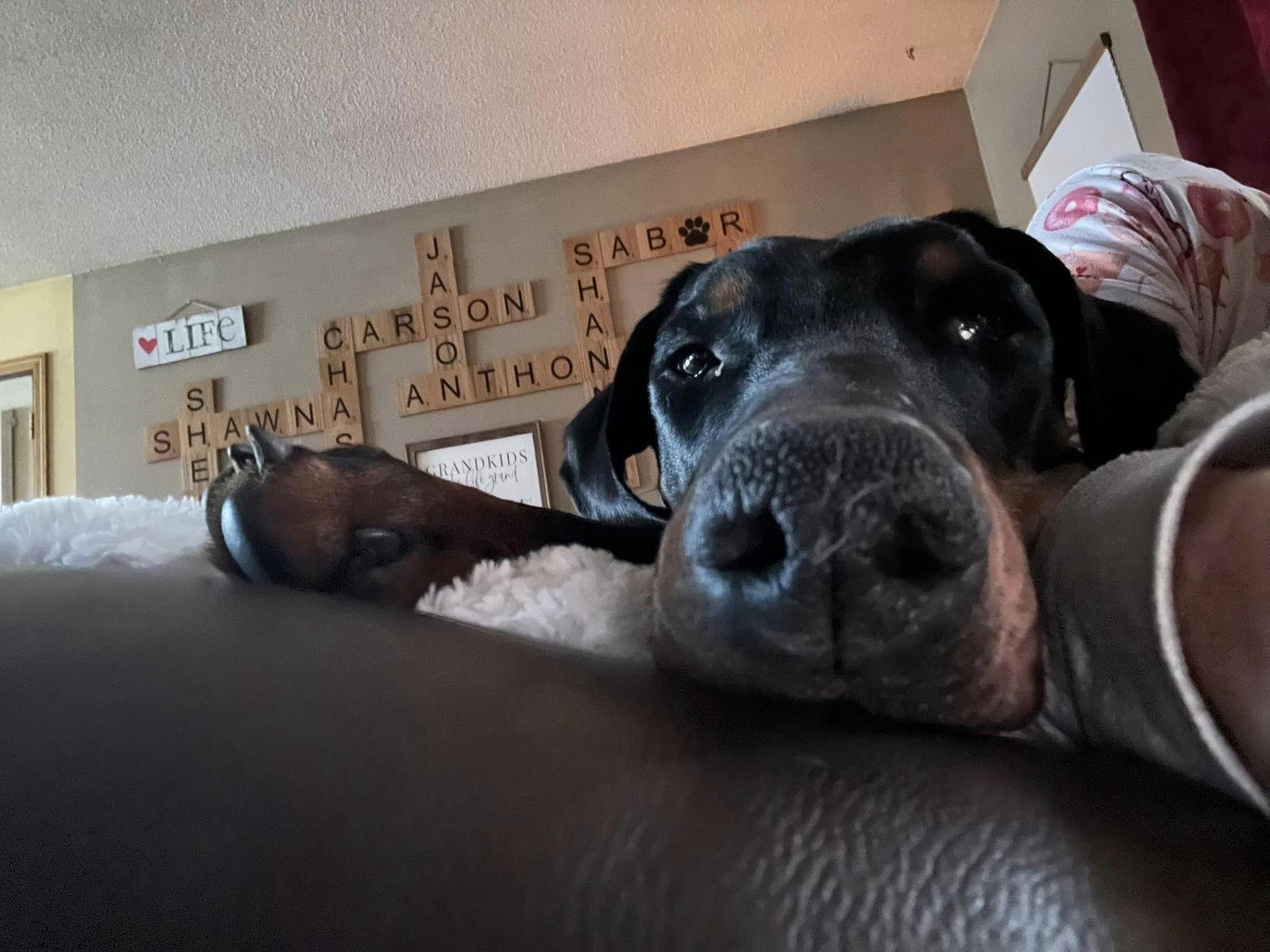 Enlarge Snoop, a Adoptable Doberman Pinscher in Buffalo, MN image 3/3