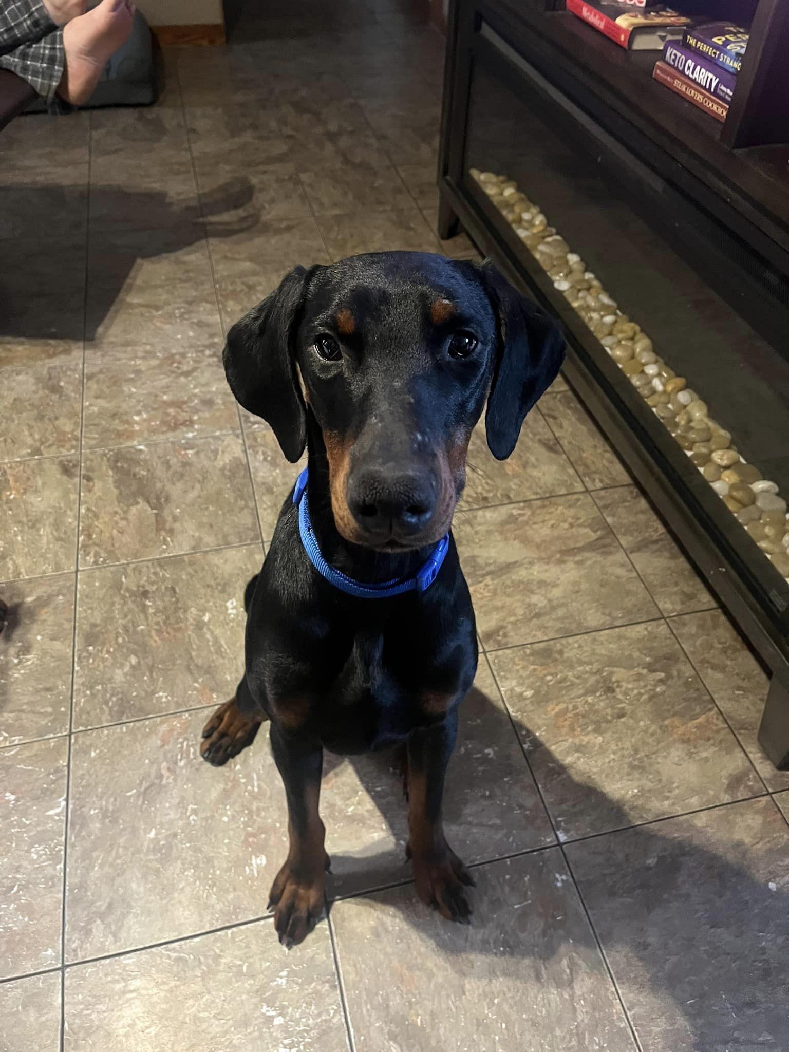 Snoop, a Adoptable Doberman Pinscher in Buffalo, MN image 2/3
