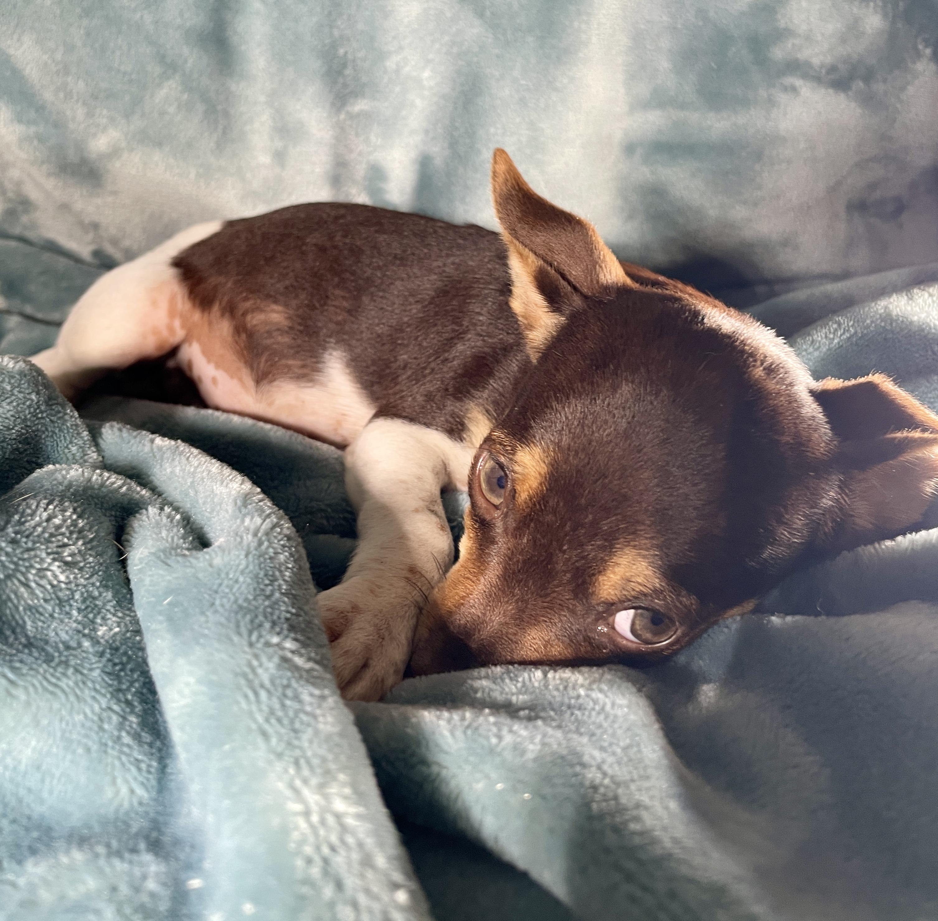 Rusty, adoptable, Puppy Male Chihuahua & Rat Terrier.