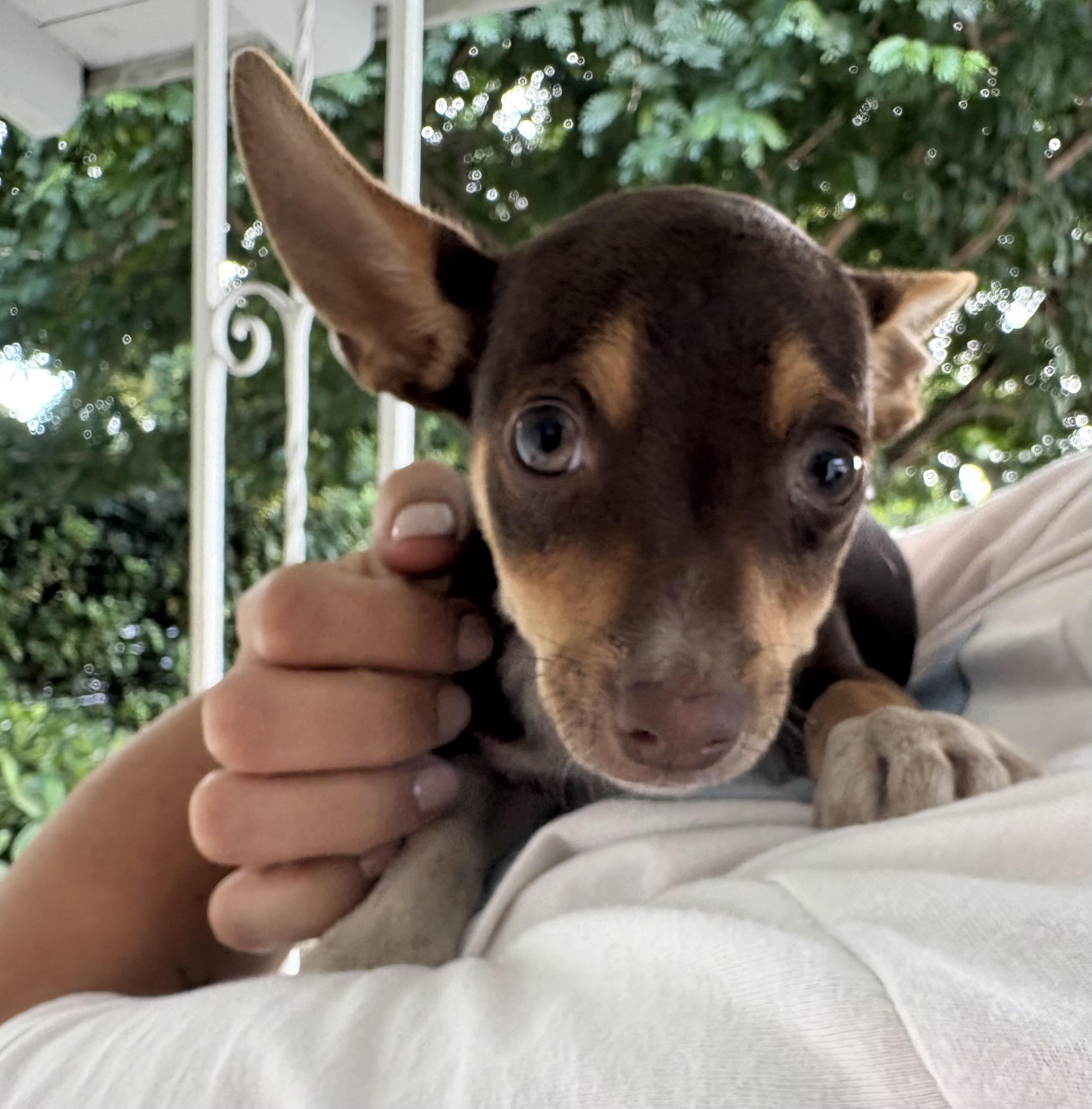 Enlarge Rusty, an adoptable mixed breed in Sarasota, FL image 2/5