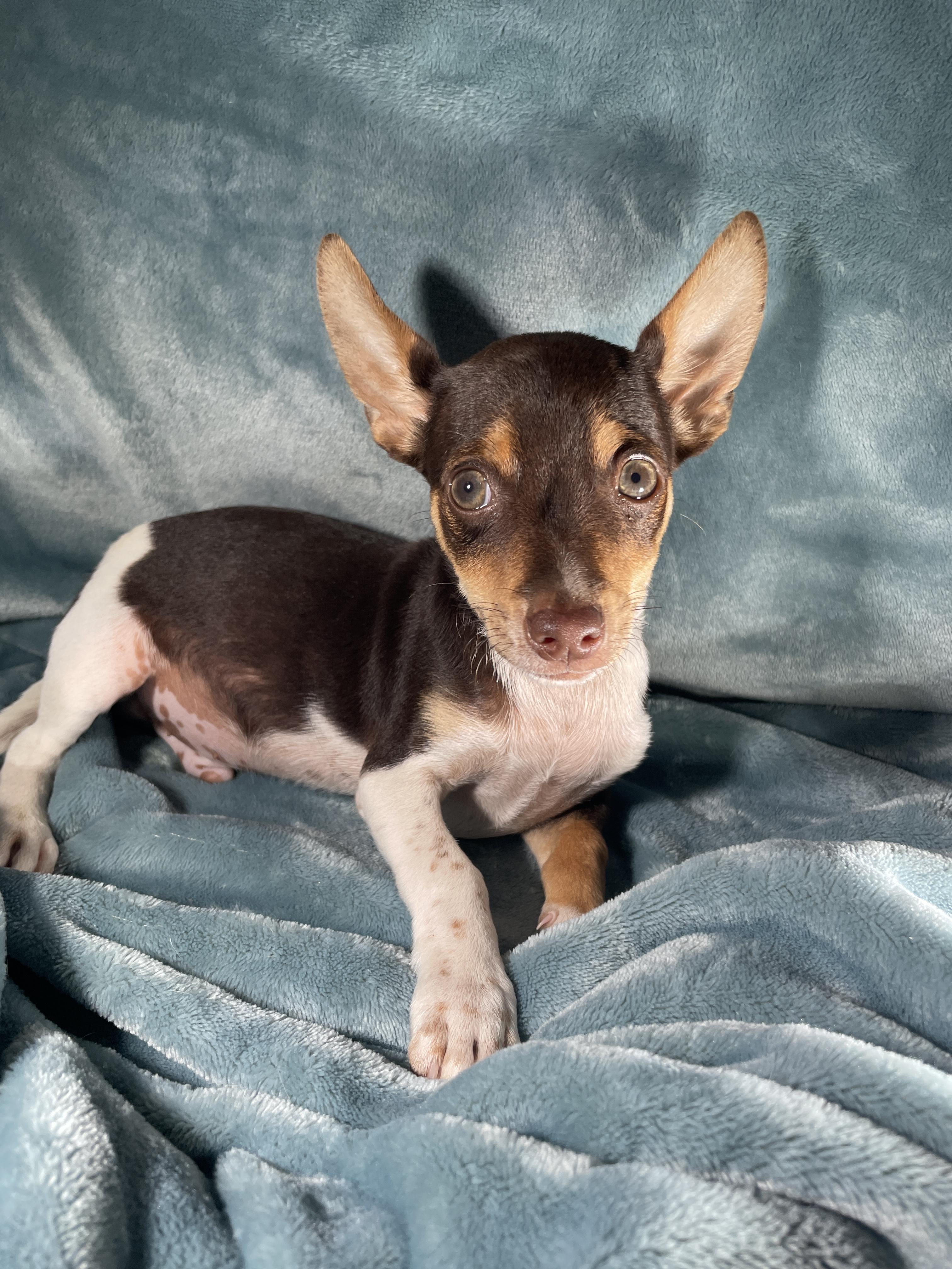 Enlarge Rusty, an adoptable mixed breed in Sarasota, FL image 3/5