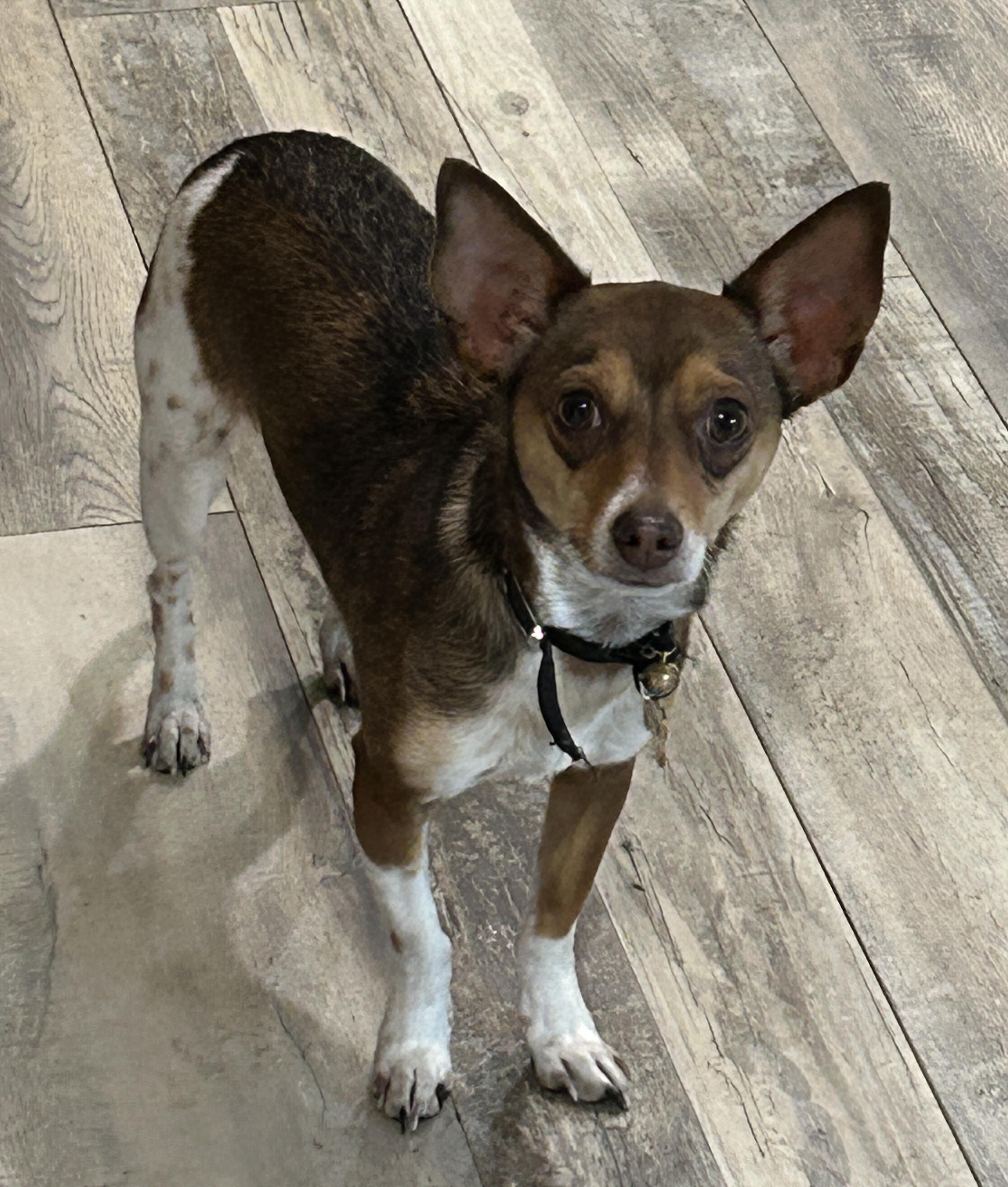 Enlarge Rusty, an adoptable mixed breed in Sarasota, FL image 5/5