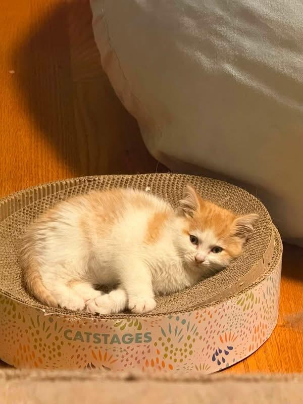 Enlarge Peach, a Adoptable Domestic Long Hair in Ontario, NY image 1/3