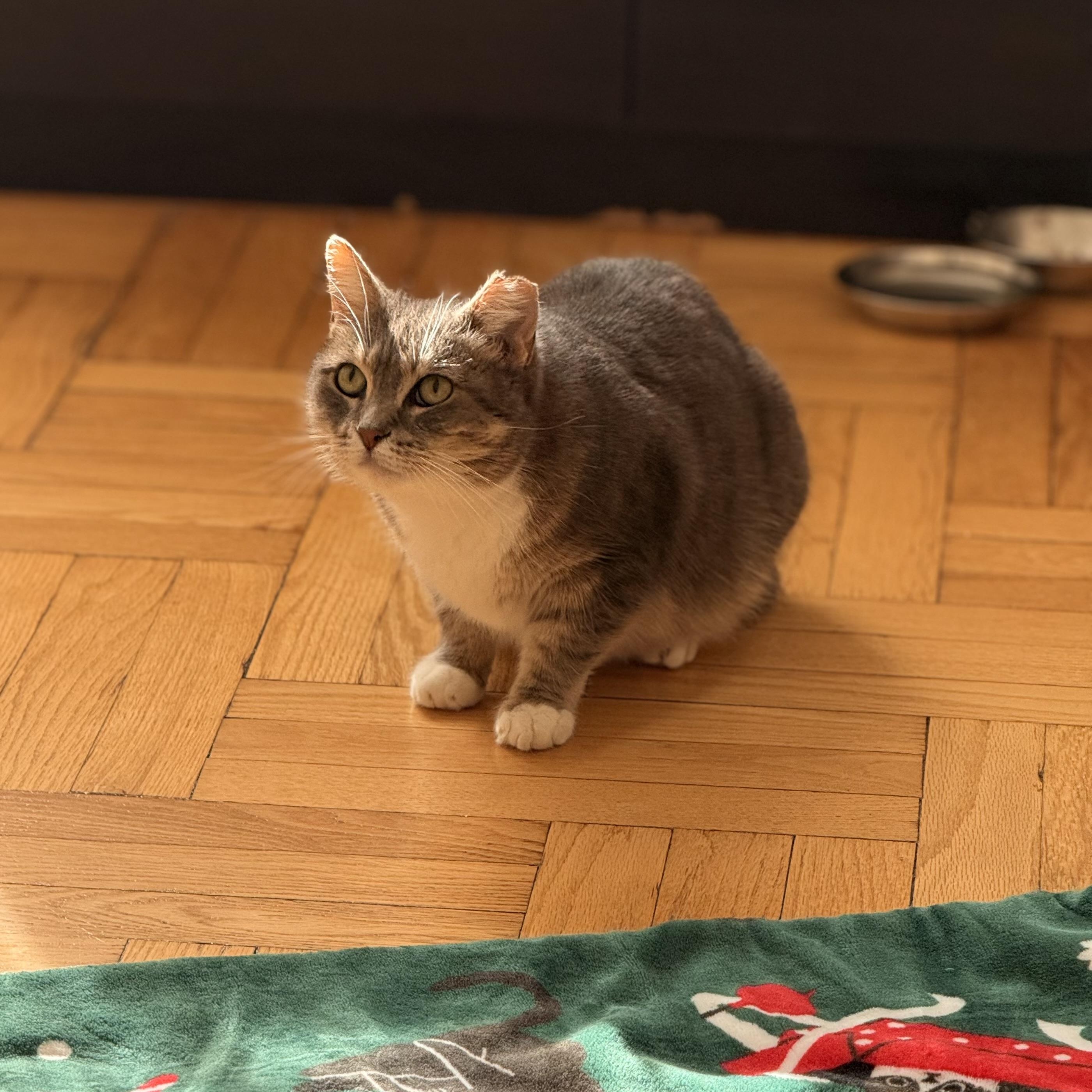 Enlarge Sophie, a Adoptable Domestic Short Hair in Brooklyn, NY image 5/6