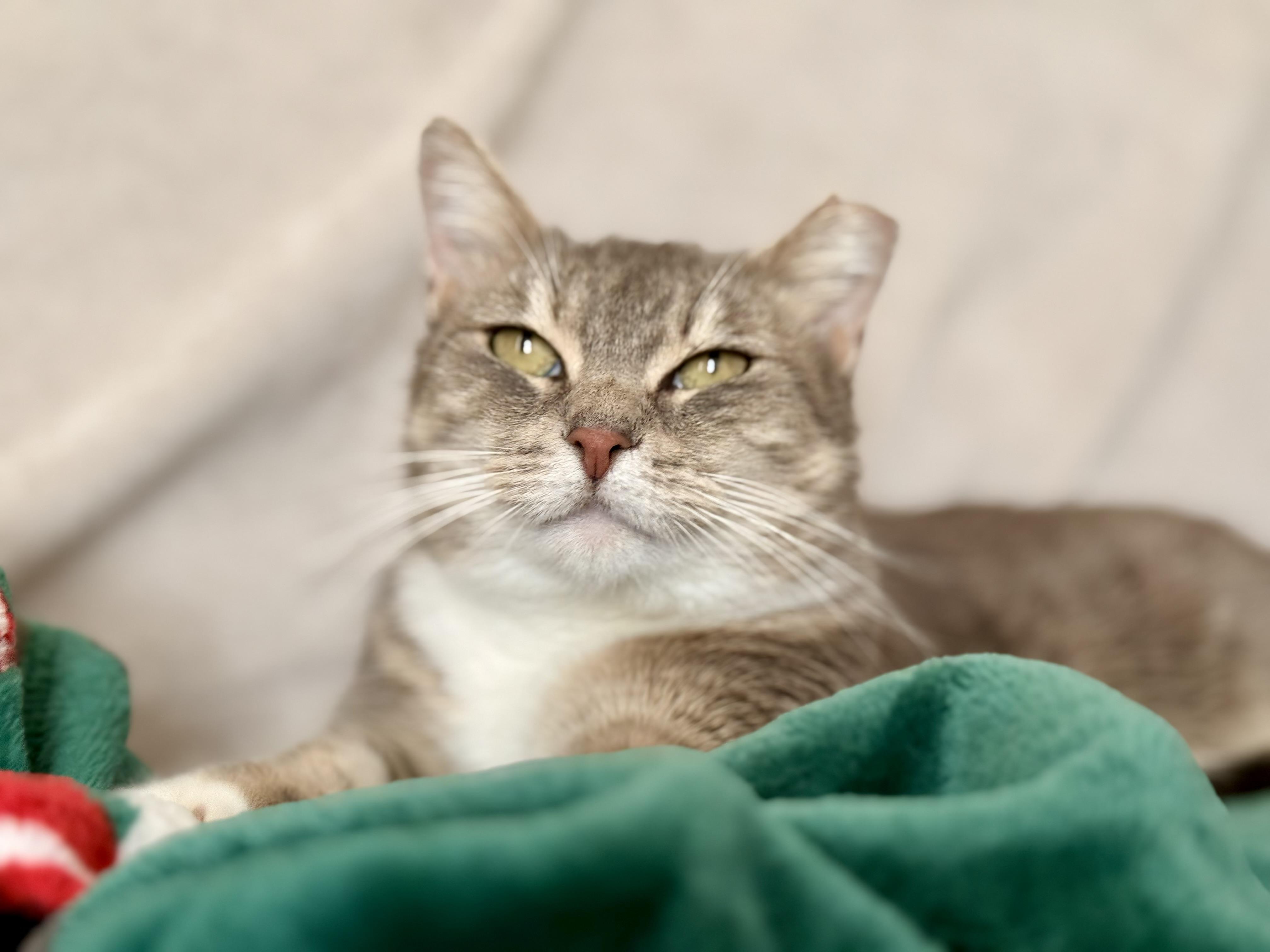 Enlarge Sophie, a Adoptable Domestic Short Hair in Brooklyn, NY image 3/6