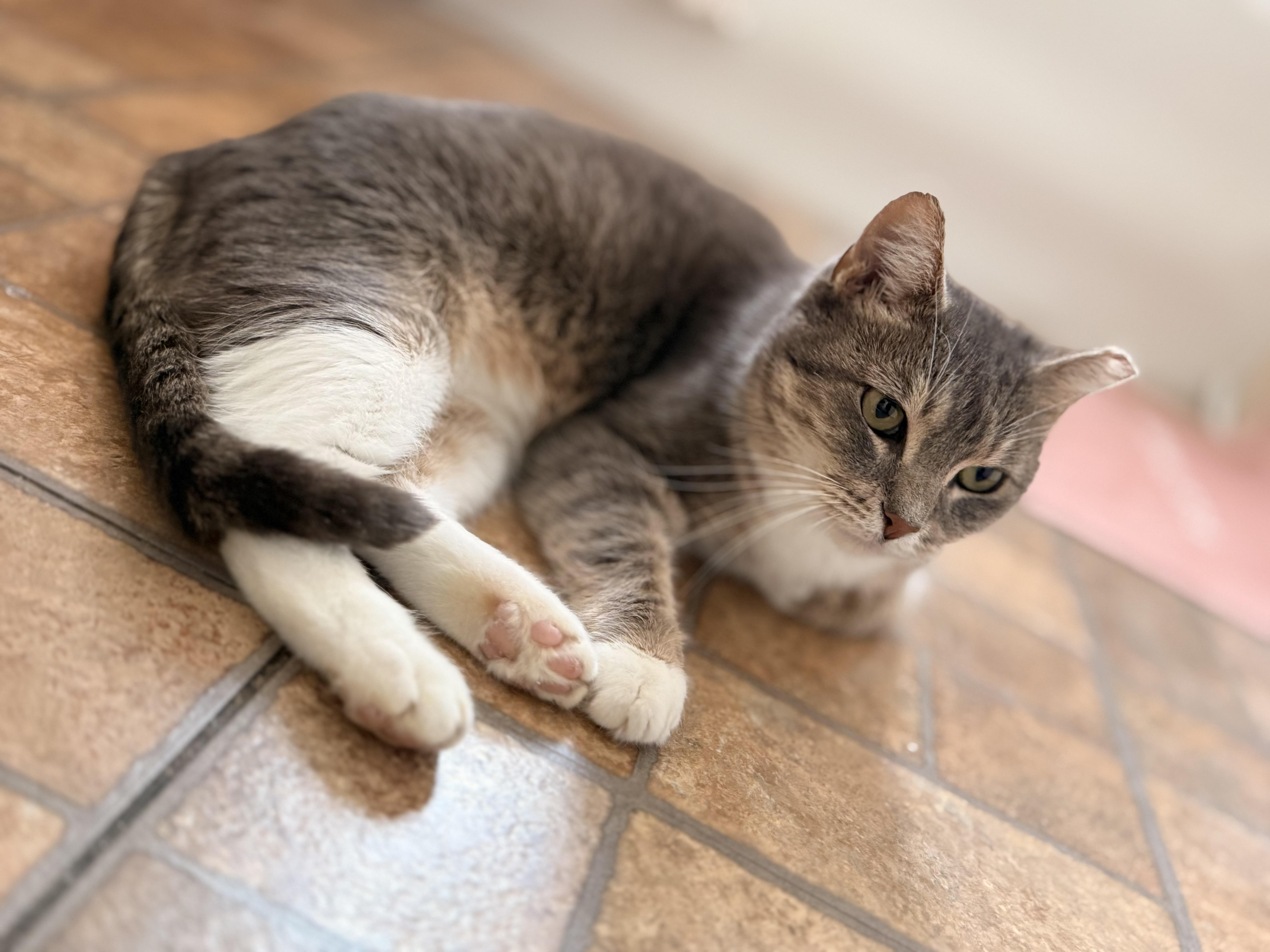 Enlarge Sophie, a Adoptable Domestic Short Hair in Brooklyn, NY image 4/6