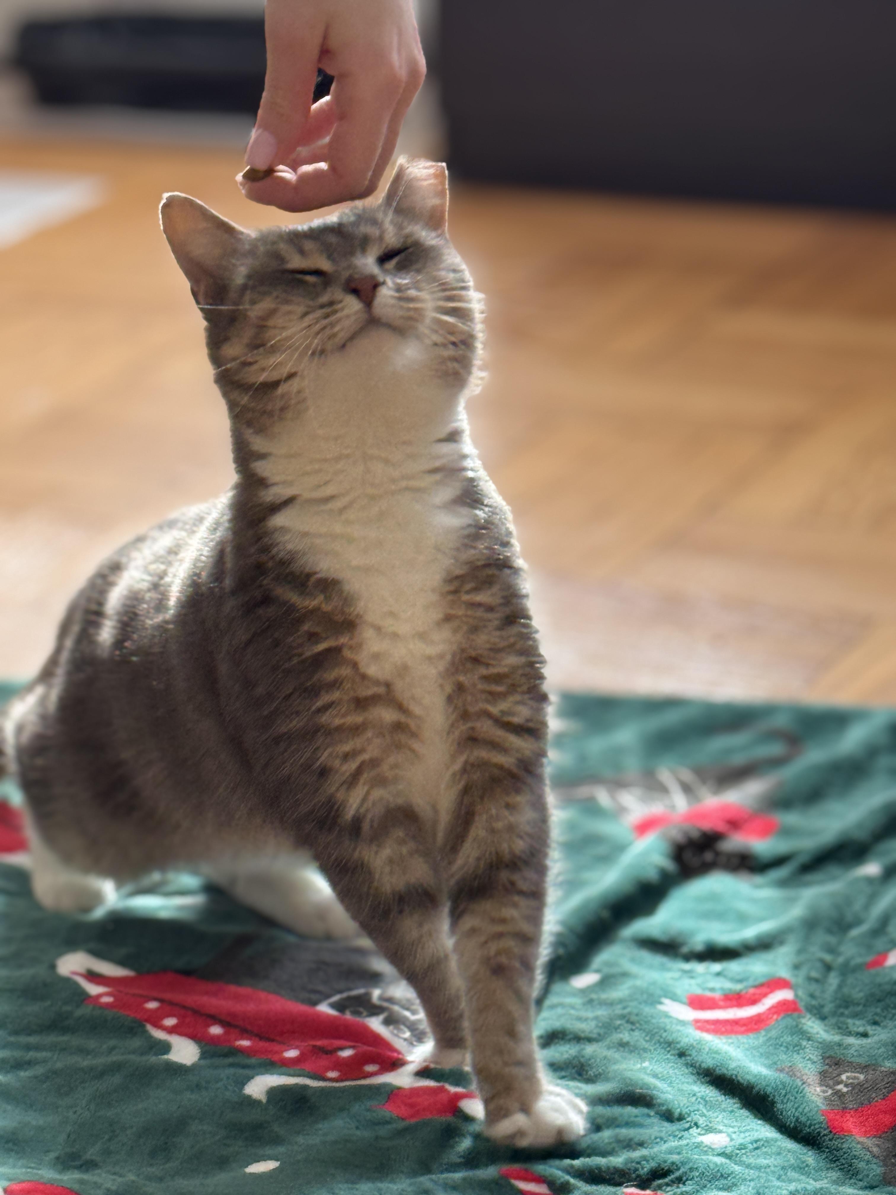 Sophie, Adoptable, Young Female Domestic Short Hair.