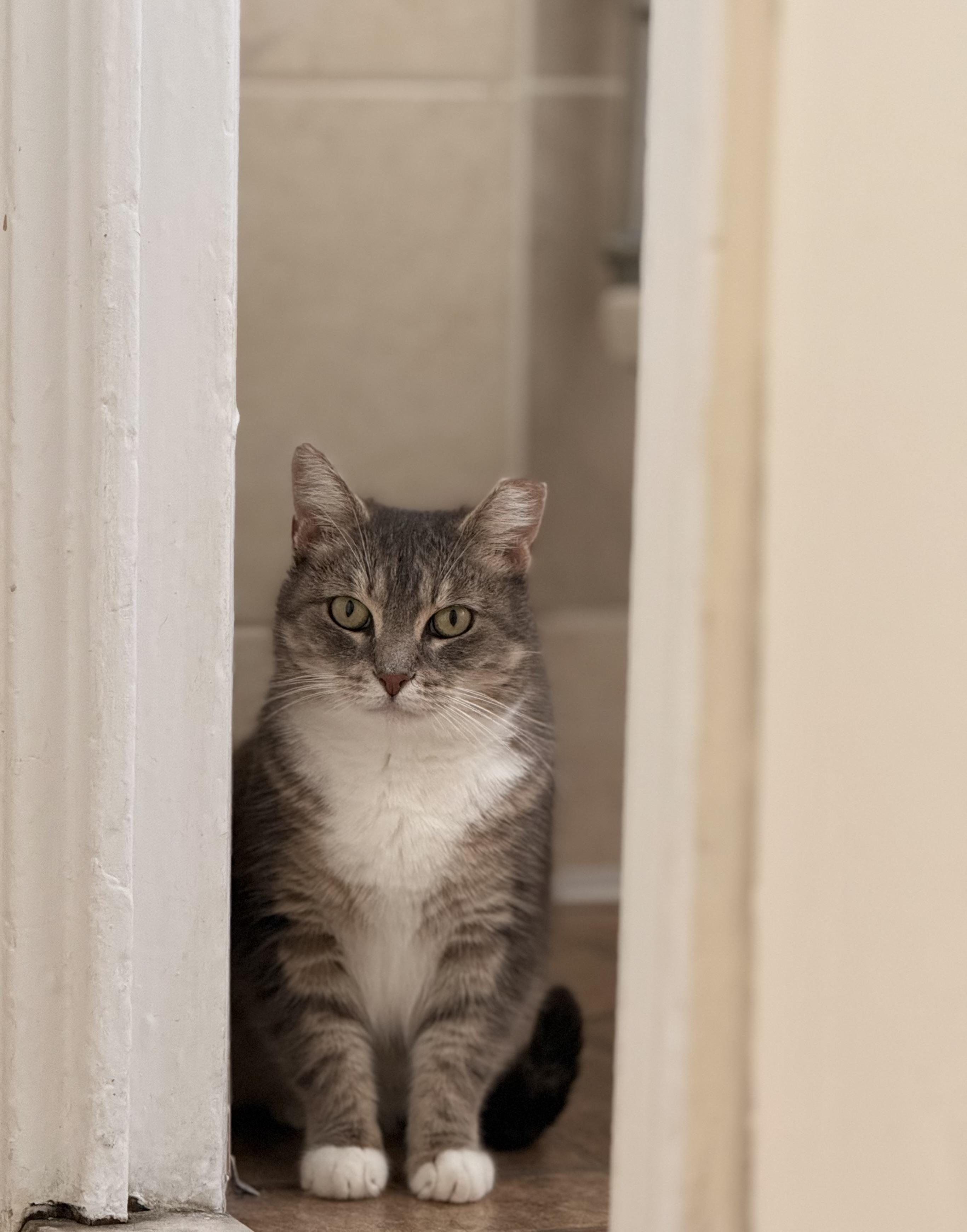 Enlarge Sophie, a Adoptable Domestic Short Hair in Brooklyn, NY image 2/6