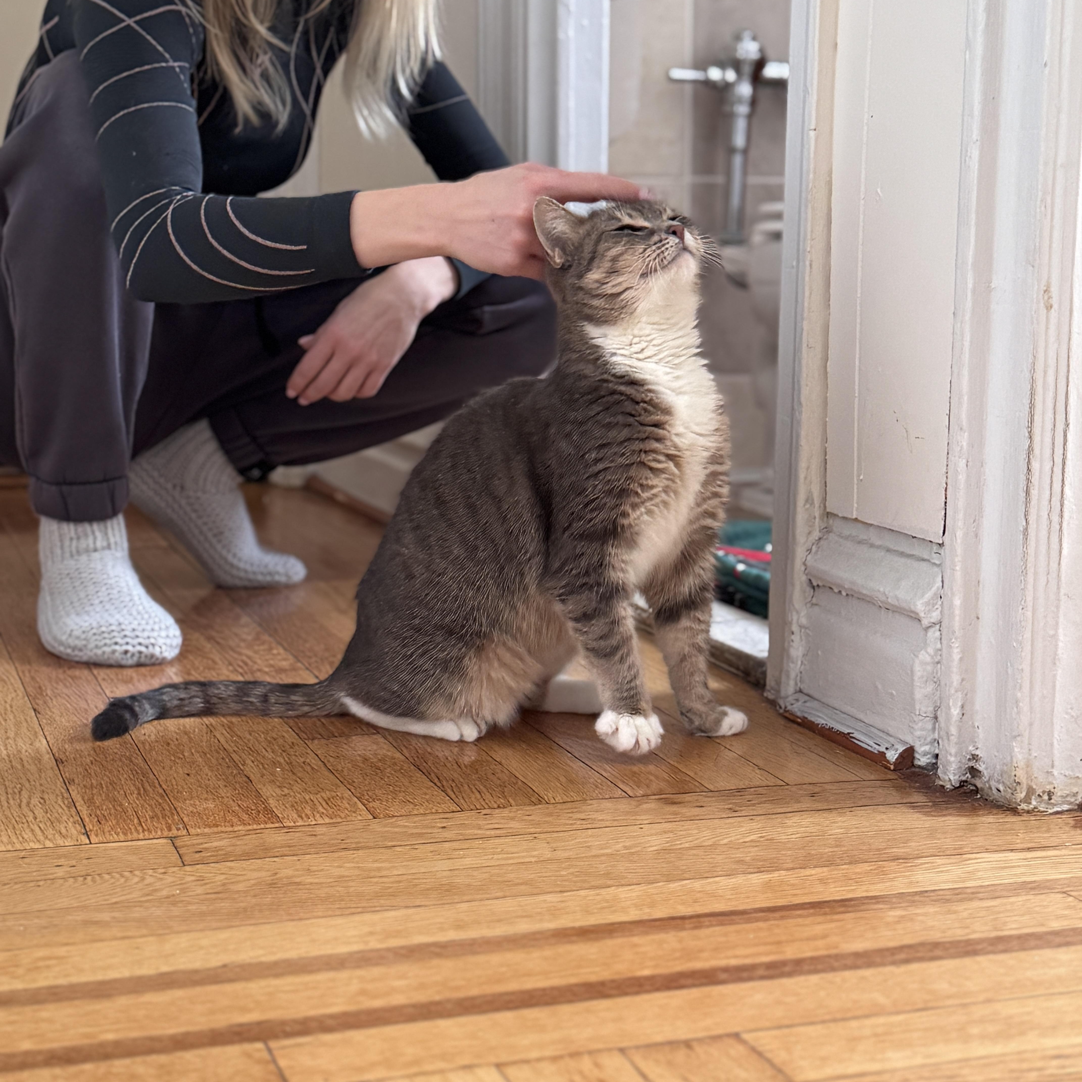 Enlarge Sophie, a Adoptable Domestic Short Hair in Brooklyn, NY image 6/6