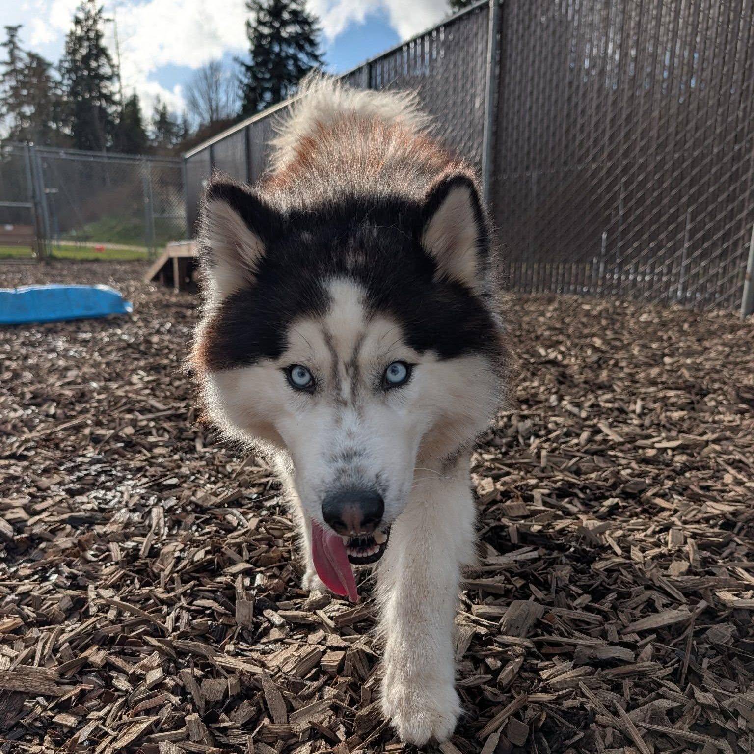 Enlarge Argo, a ADOPTABLE mixed breed in Bellingham, WA image 5/6