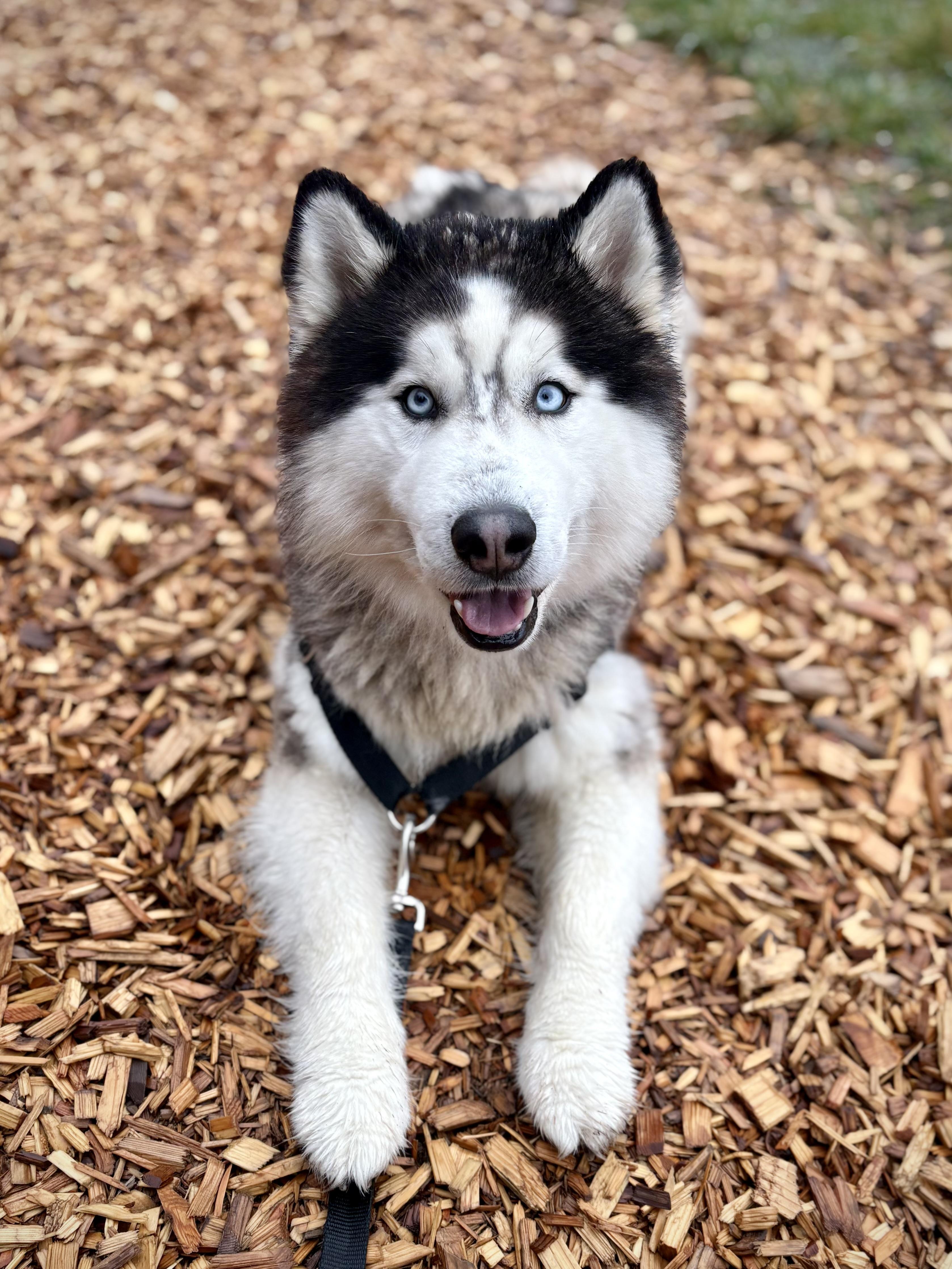 Argo, a ADOPTABLE mixed breed in Bellingham, WA image 2/6