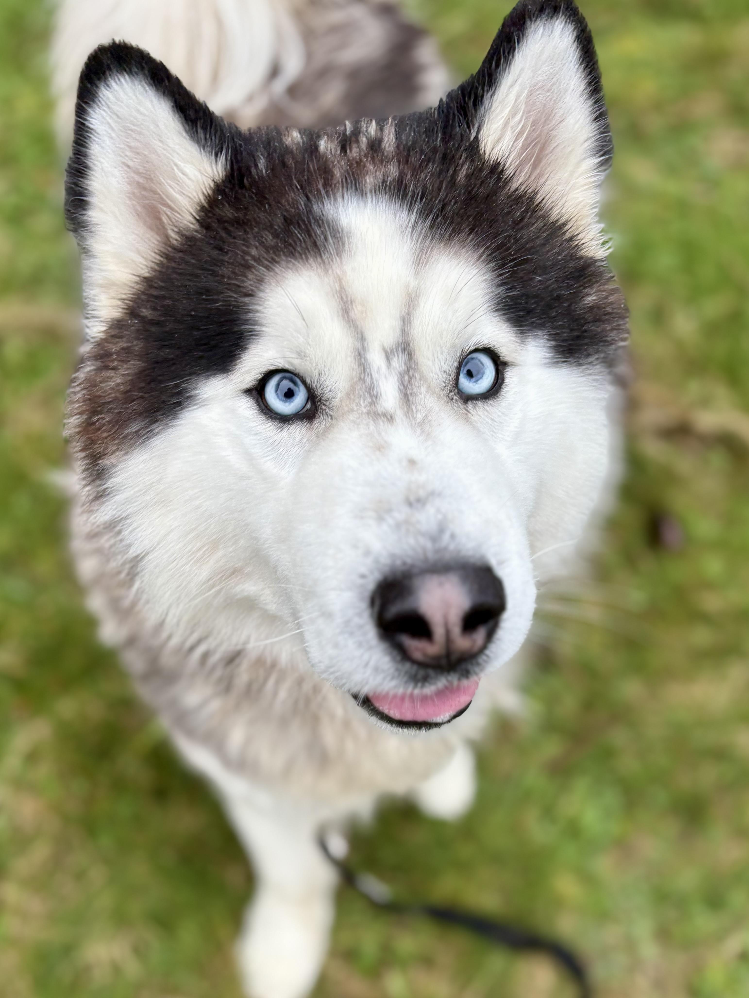 Argo, a ADOPTABLE mixed breed in Bellingham, WA image 3/6