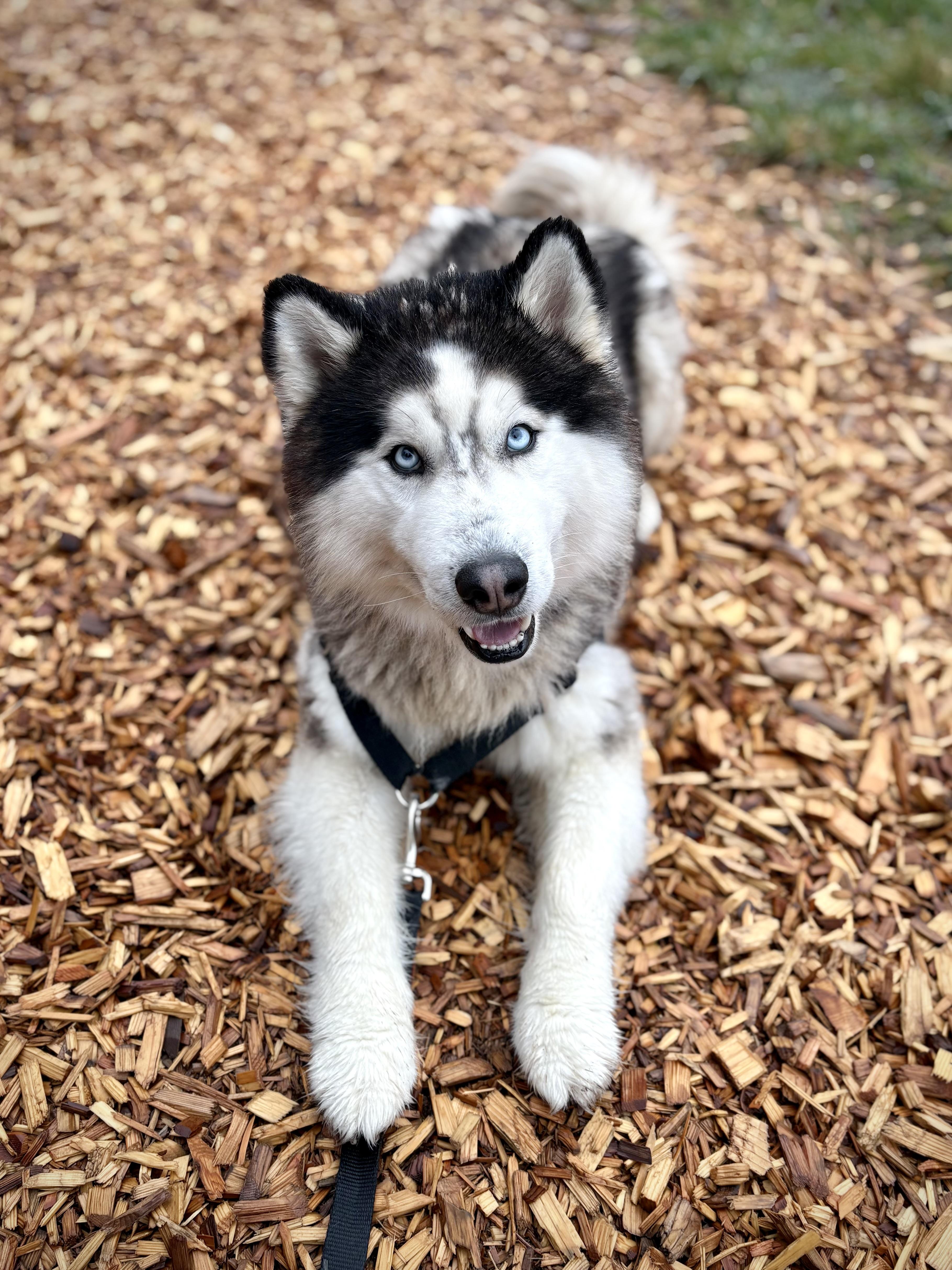 Argo, a ADOPTABLE mixed breed in Bellingham, WA image 4/6