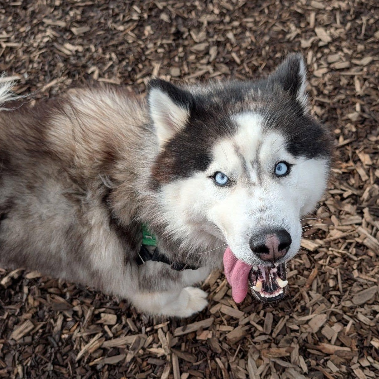 Enlarge Argo, a ADOPTABLE mixed breed in Bellingham, WA image 6/6