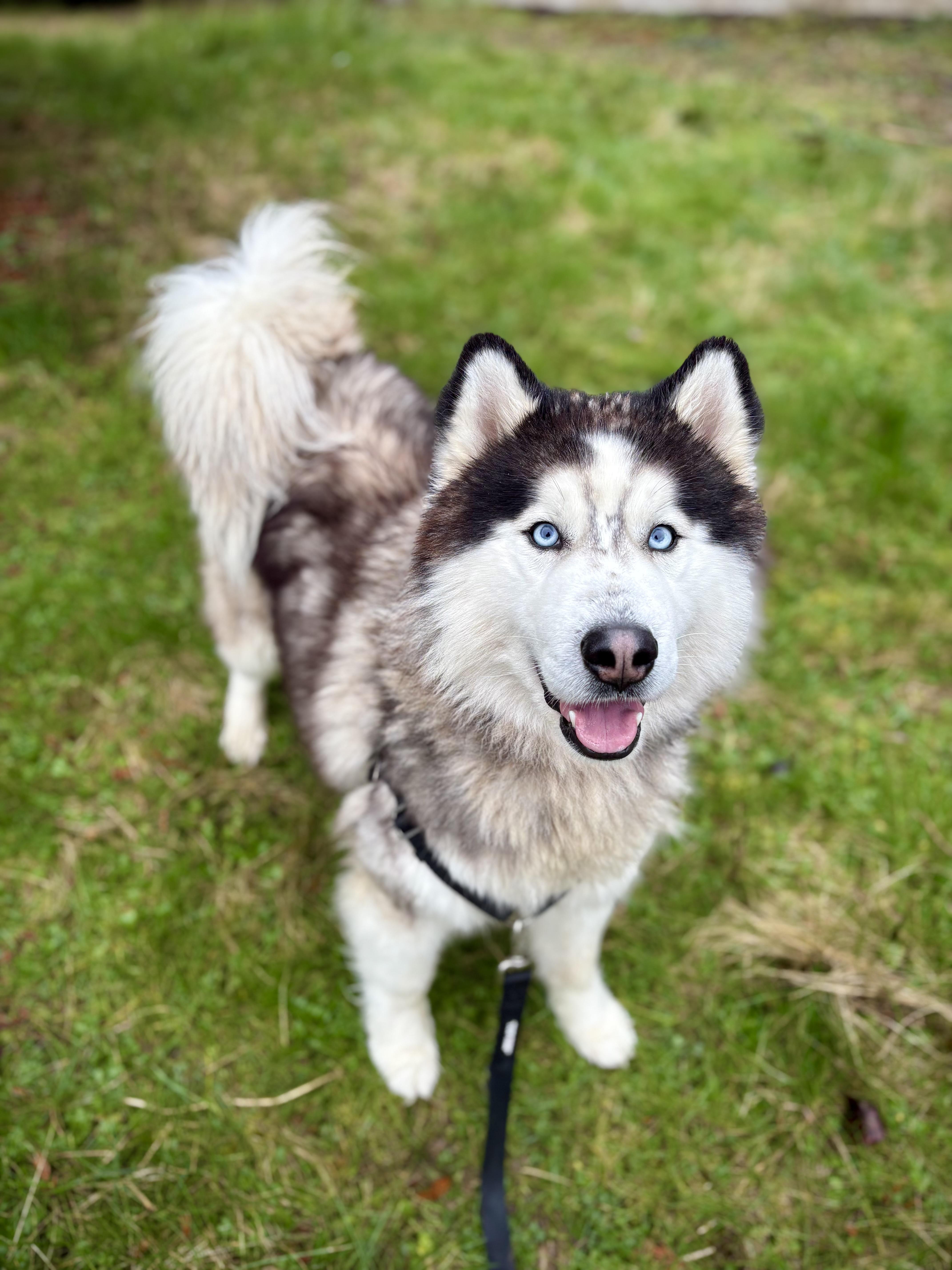 Argo, a ADOPTABLE mixed breed in Bellingham, WA image 1/6