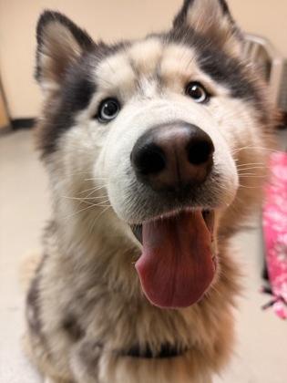 Argo, a ADOPTABLE mixed breed in Bellingham, WA image 5/6