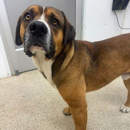 Enlarge Ringo, a Adoptable mixed breed in Bryan, TX image 1/2