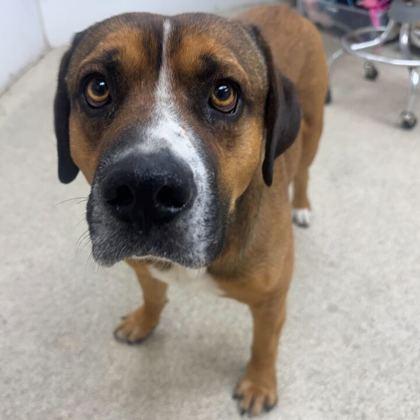 Ringo, Adoptable, Adult Male Boxer & American Bulldog.