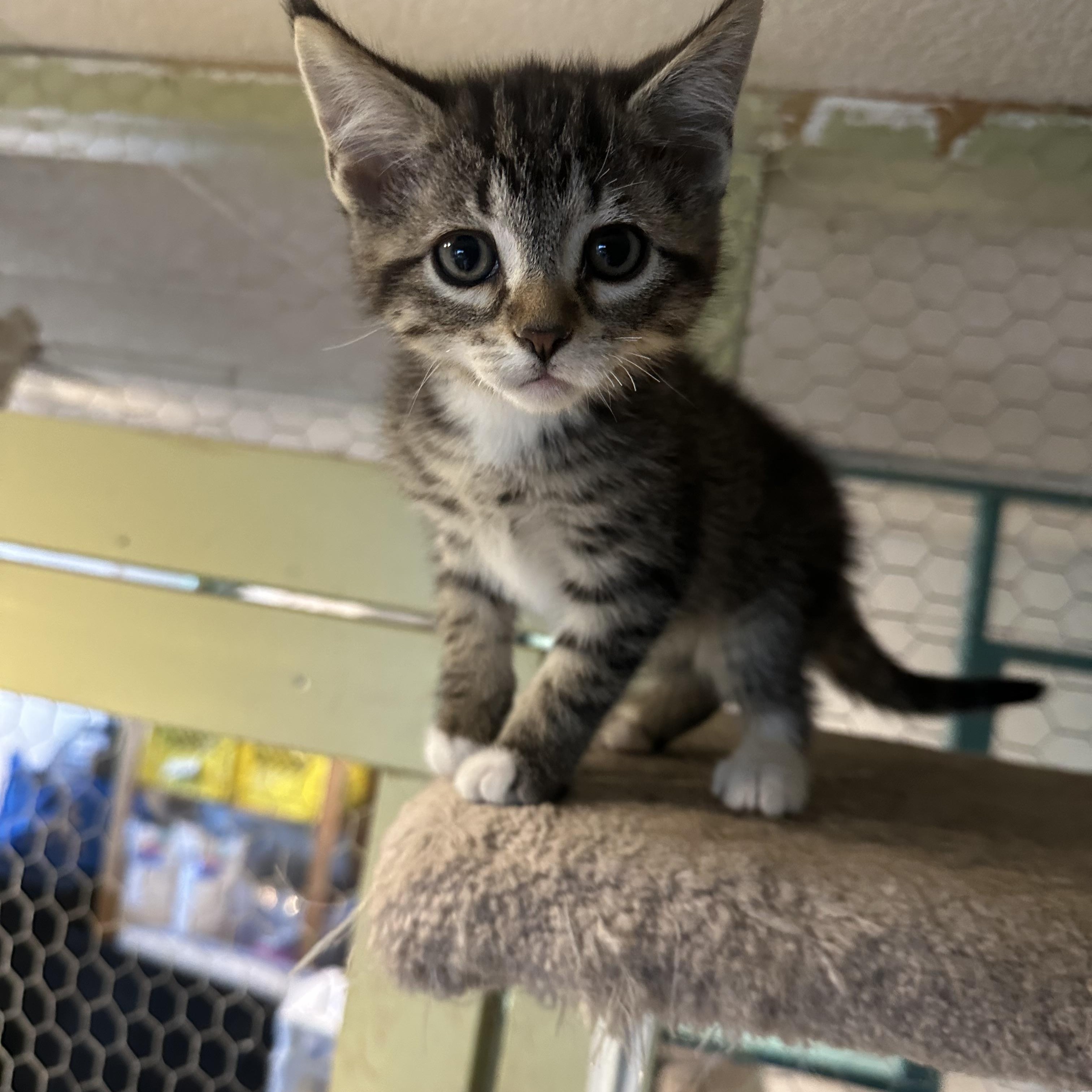 Athena, Adopted, Kitten Female Domestic Short Hair.