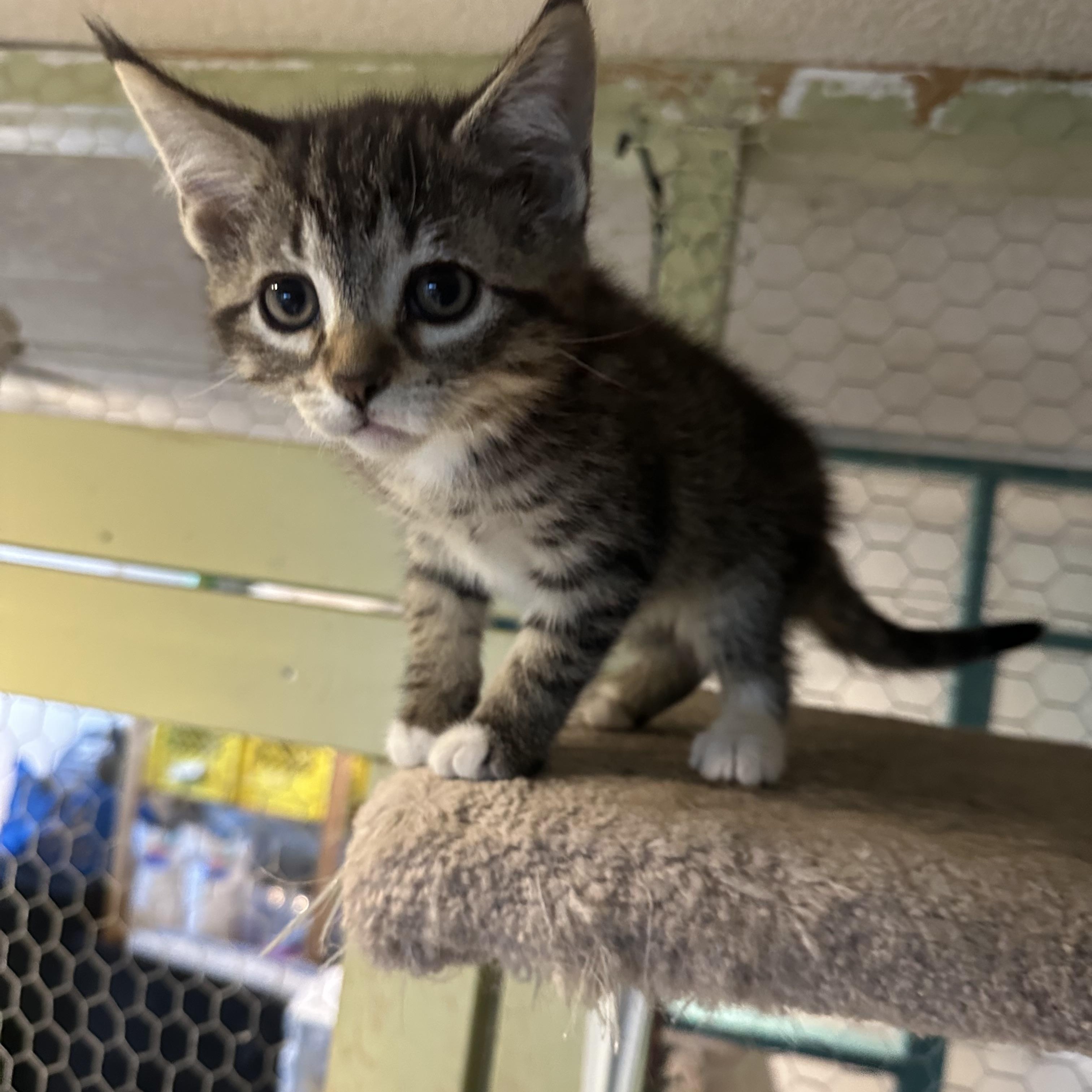 Enlarge Athena, a Adopted Domestic Short Hair in Hay River, NT image 2/2