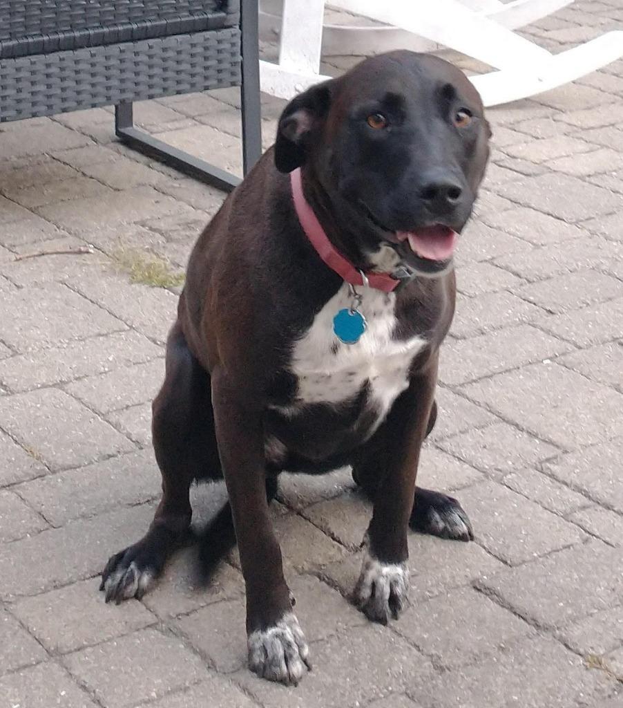 Enlarge Boeing & Diamond **COURTESY LISTING**, a Adoptable mixed breed in Peru, NY image 3/5