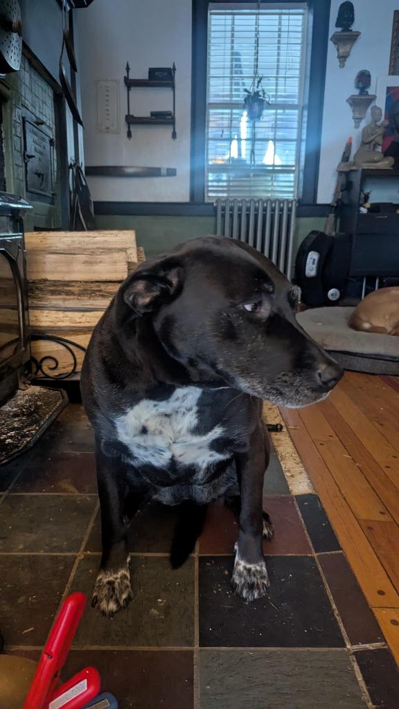 Enlarge Boeing & Diamond **COURTESY LISTING**, a Adoptable mixed breed in Peru, NY image 4/5