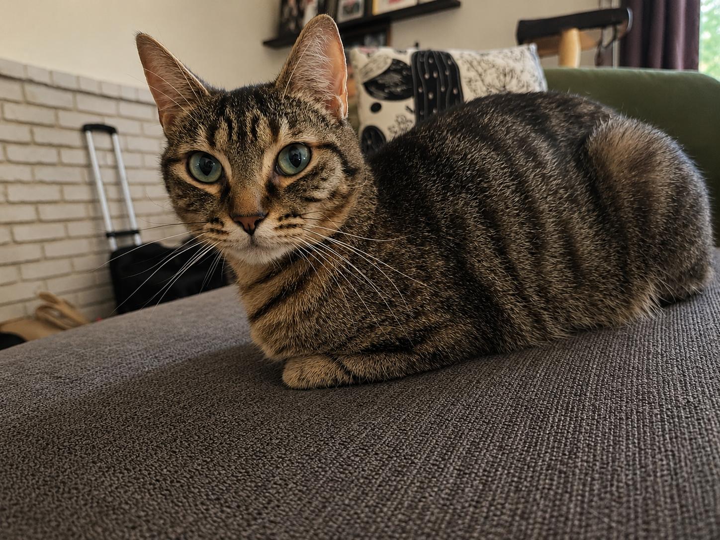 Gerdie, Adoptable, Adult Female Tabby.