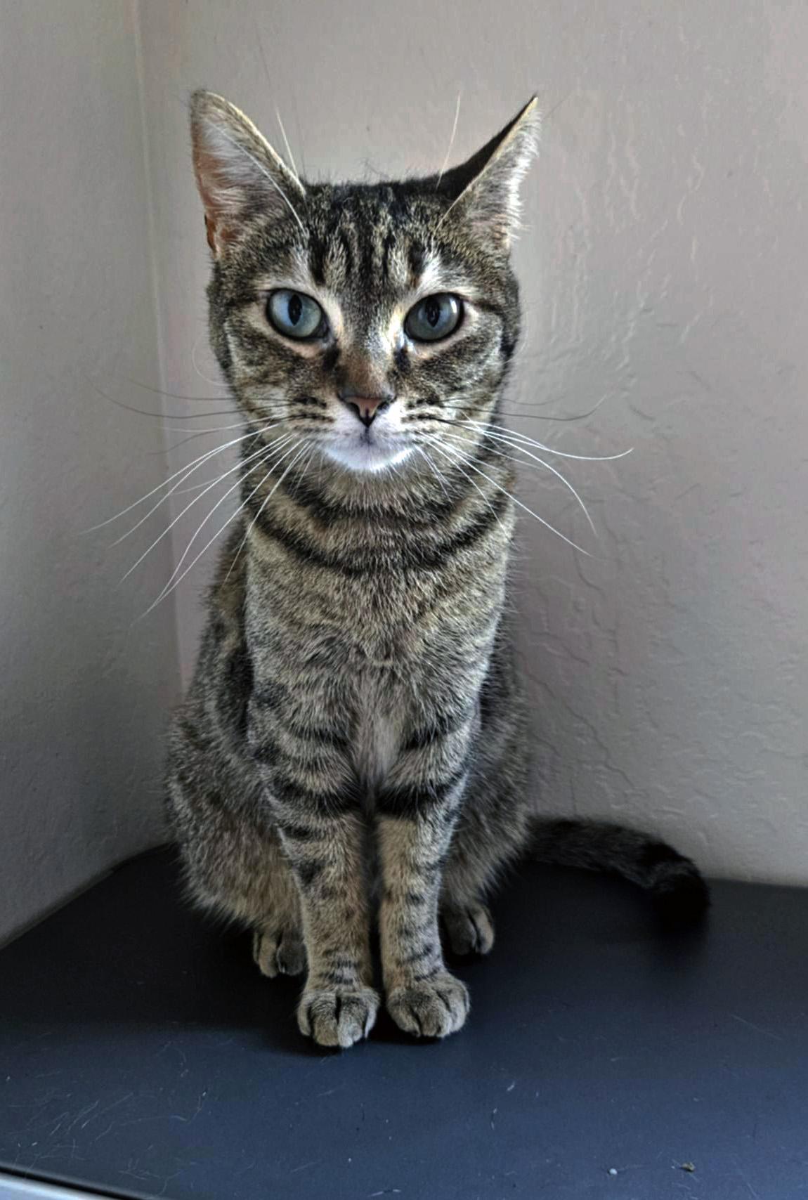 Enlarge Gerdie, a Adoptable Tabby in Fresno, CA image 4/4