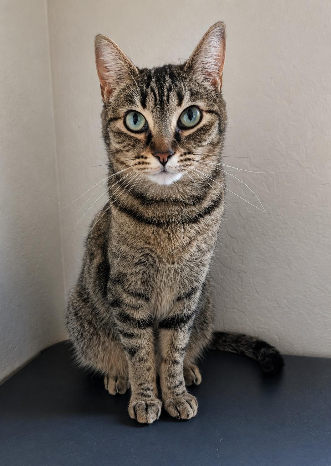 Enlarge Gerdie, a Adoptable Tabby in Fresno, CA image 2/4
