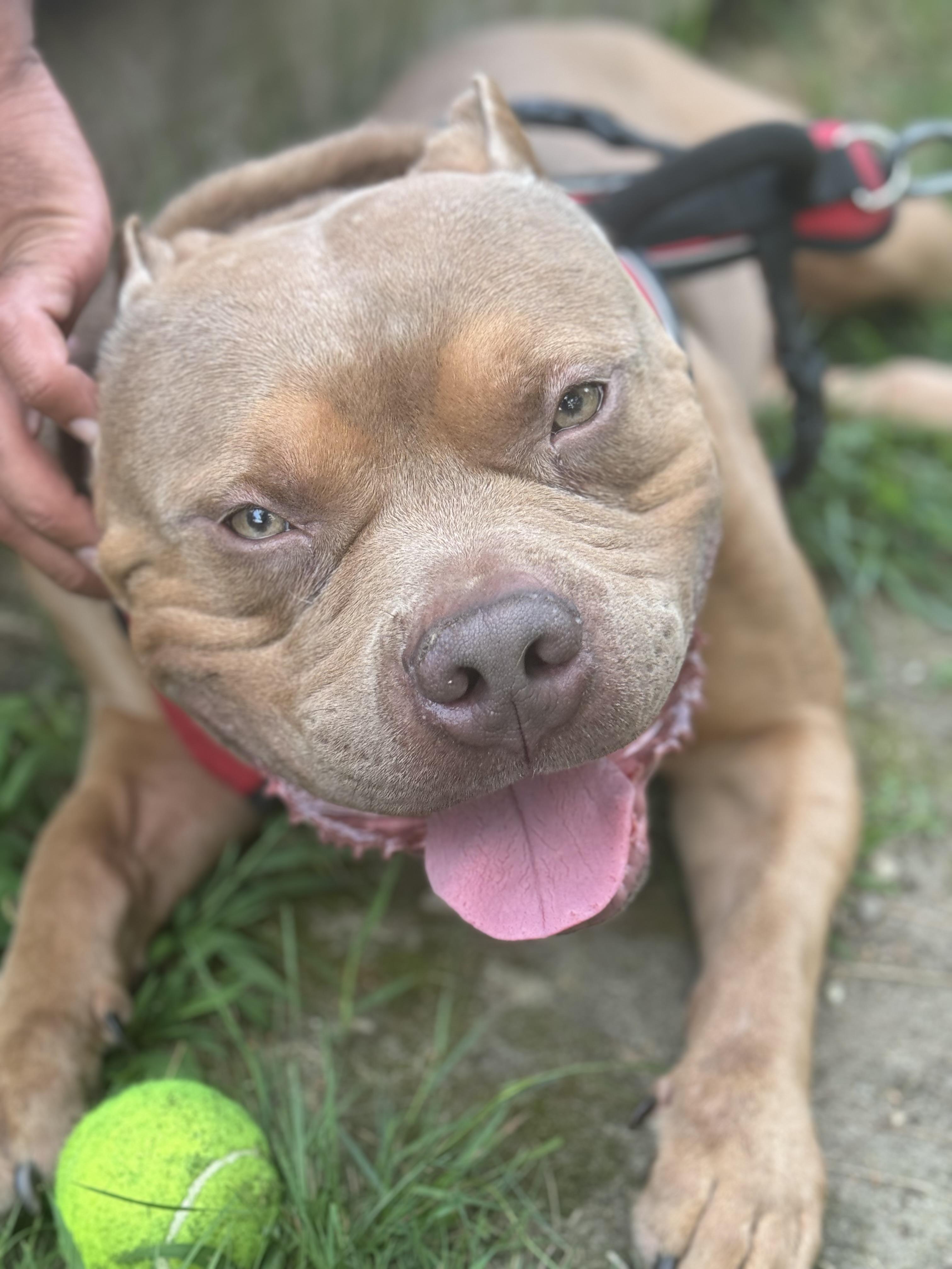 Prince, a ADOPTABLE mixed breed in Acushnet, MA image 3/3