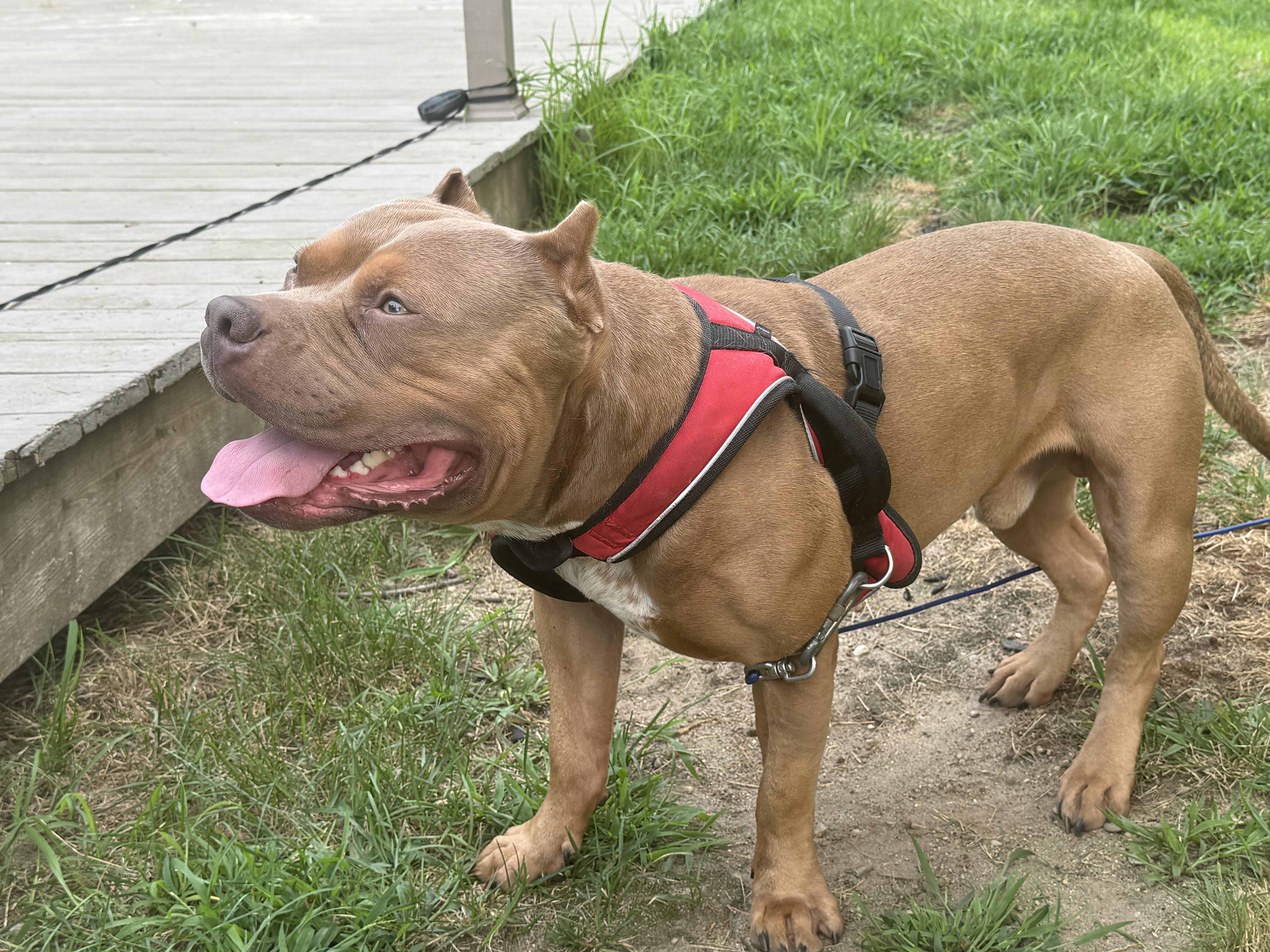 Prince, a ADOPTABLE mixed breed in Acushnet, MA image 2/3