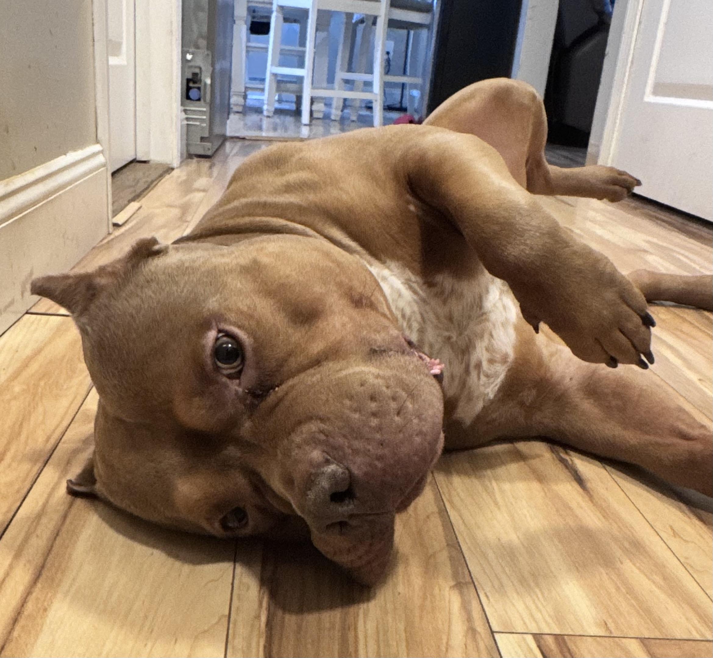 Prince, ADOPTABLE, Adult Male American Bulldog.