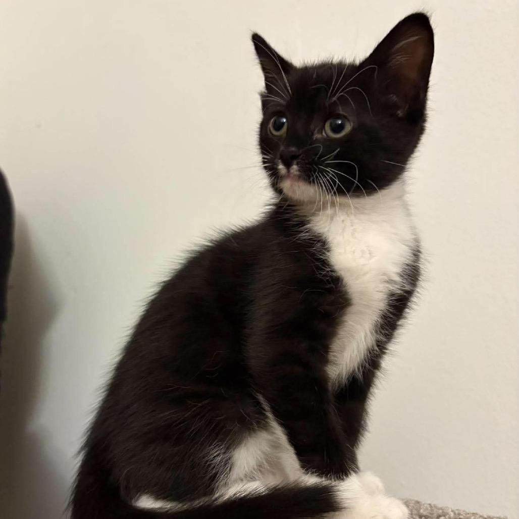 Sprout, Adoptable, Kitten Female Domestic Short Hair.