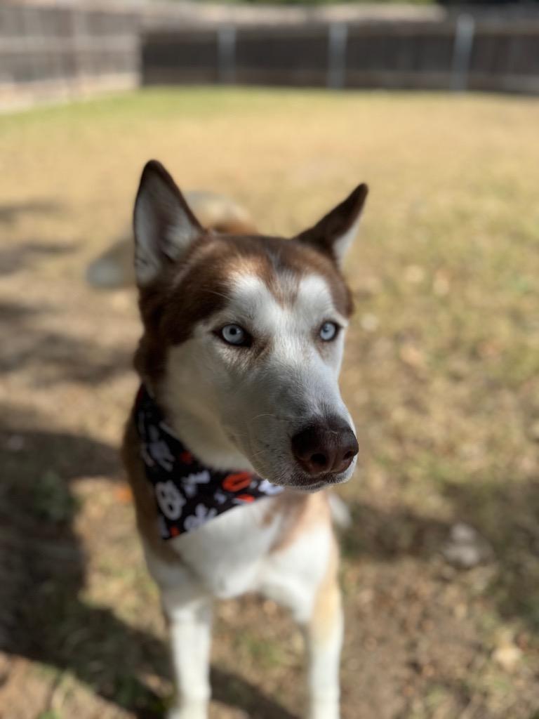 Fox, Adoptable, Young Male Husky.