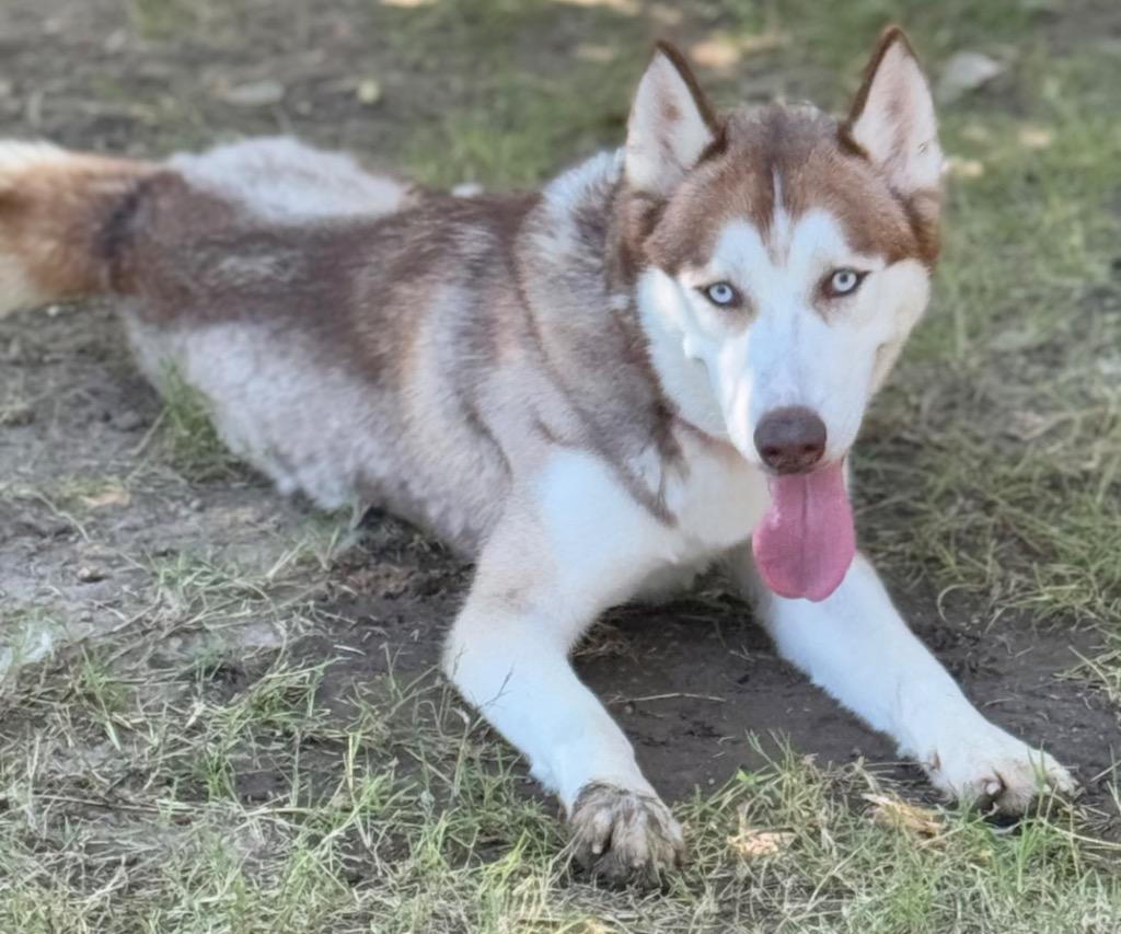 Enlarge Fox, a Adoptable Husky in Great Bend, KS image 2/5