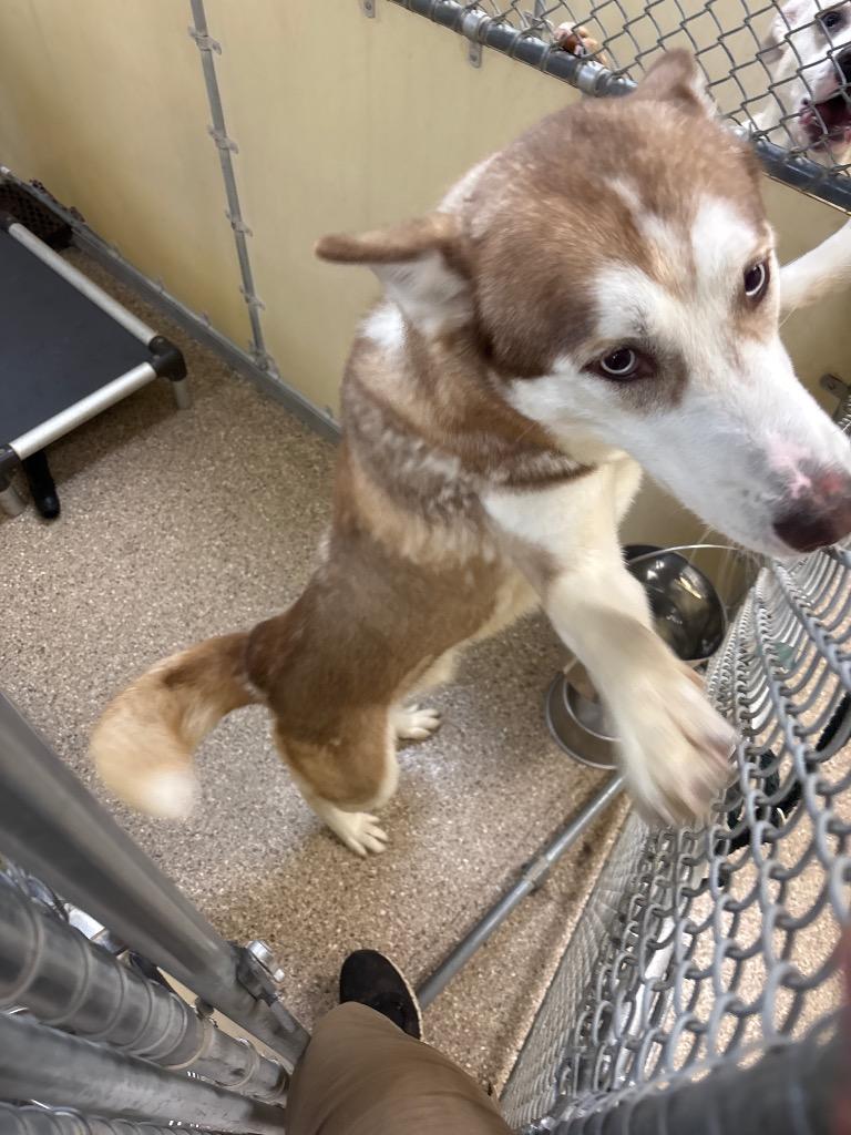 Enlarge Fox, a Adoptable Husky in Great Bend, KS image 3/5