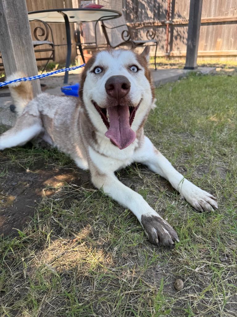 Enlarge Fox, a Adoptable Husky in Great Bend, KS image 4/5