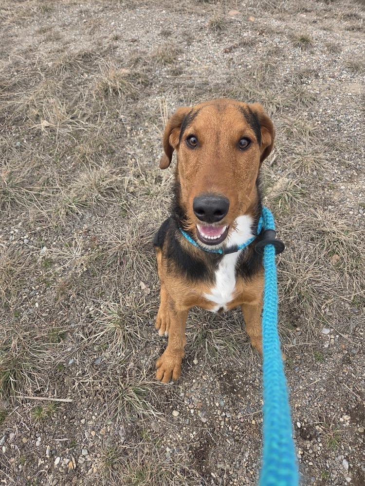 Enlarge Charlie, a Adoptable mixed breed in Salmon, ID image 1/4