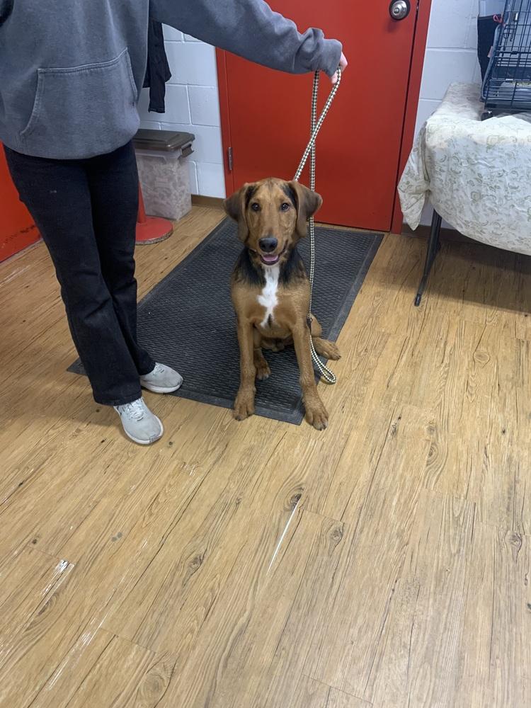 Enlarge Charlie, a Adoptable mixed breed in Salmon, ID image 2/4