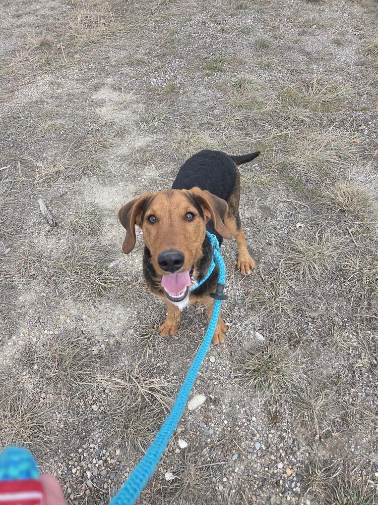 Enlarge Charlie, a Adoptable mixed breed in Salmon, ID image 3/4
