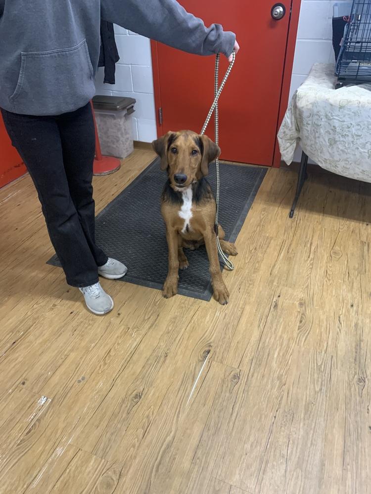 Enlarge Charlie, a Adoptable mixed breed in Salmon, ID image 4/4