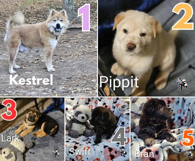 Kestrel & the Skyborne Pups