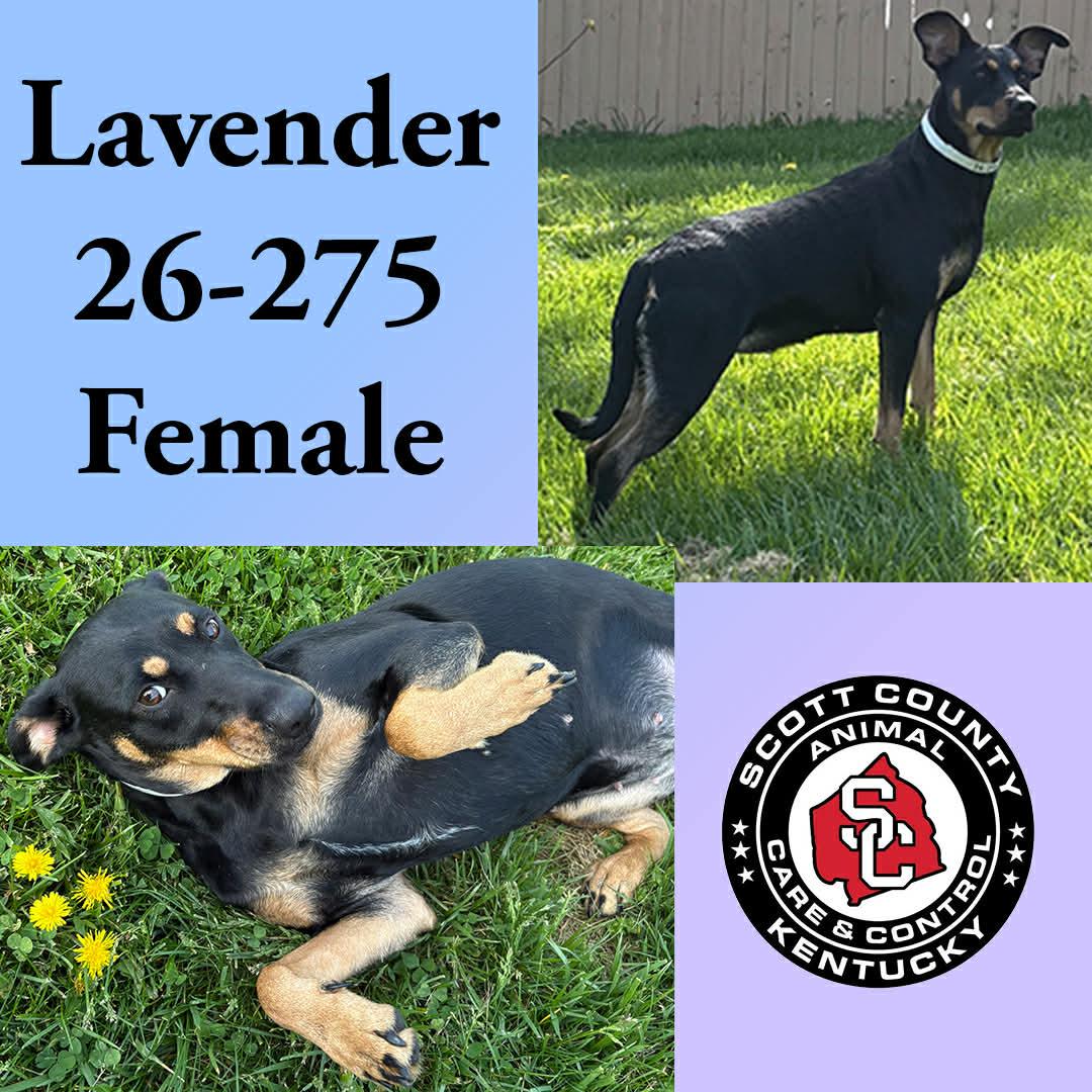 Enlarge Lavender, a Adoptable Doberman Pinscher in Georgetown, KY image 1/1