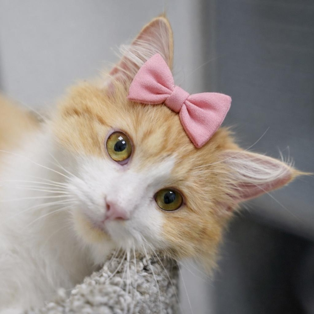 Enlarge Darcy, an adopted Domestic Long Hair in Dalton, GA image 2/2